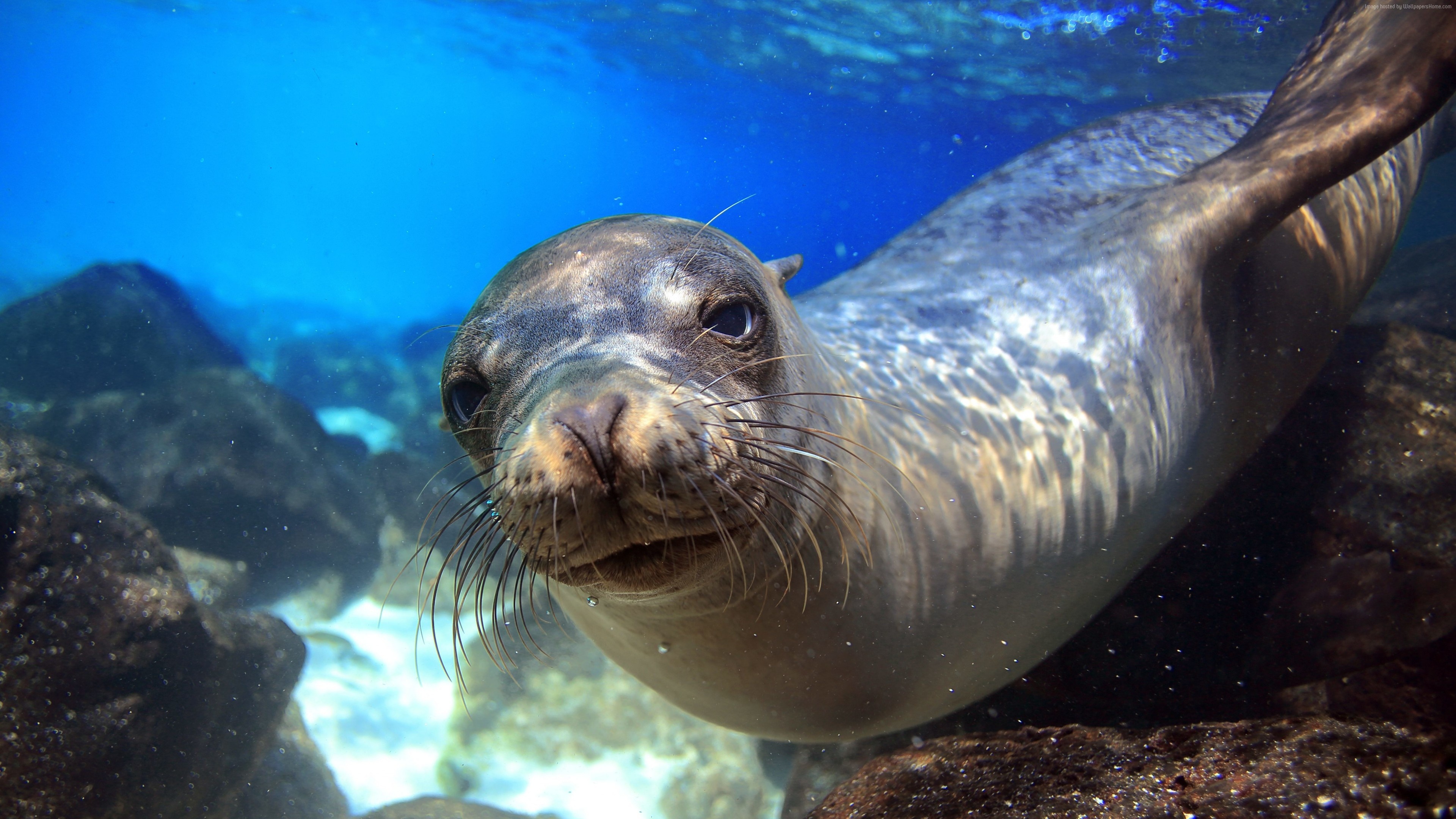 Underwater, Sea Lions Wallpaper, 3840x2160 4K Desktop