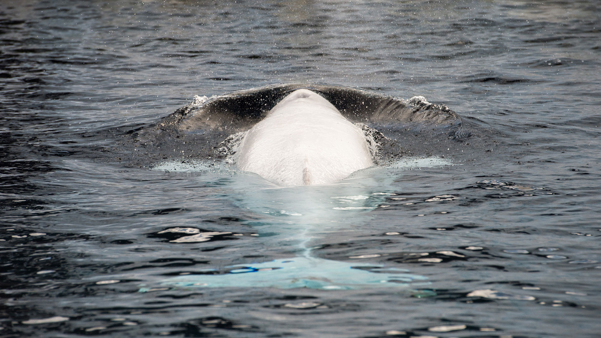 Beluga Whale, Thrilling whale watching holidays, Immersive marine experiences, Expeditions to natural wonders, 1920x1080 Full HD Desktop