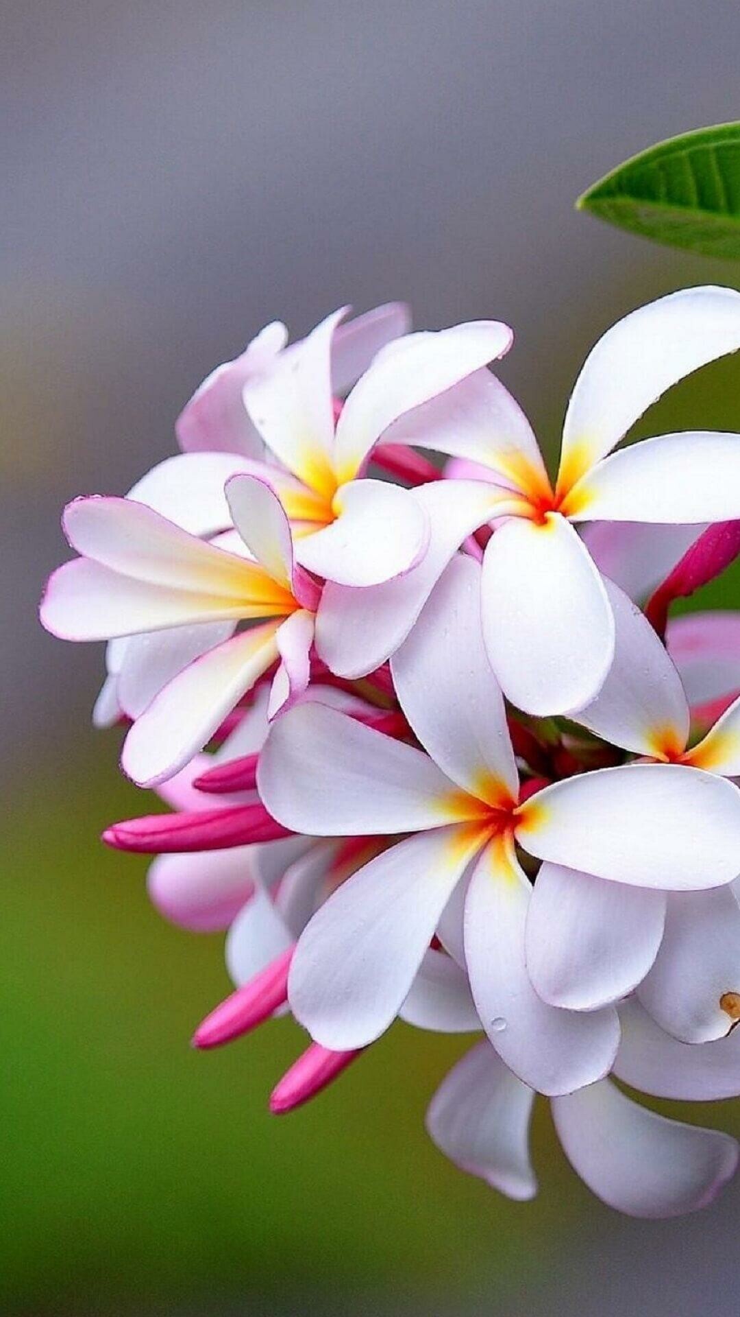 Plumeria wallpapers, Fragrant blossoms, Hawaiian beauty, Exquisite floral display, 1080x1920 Full HD Phone