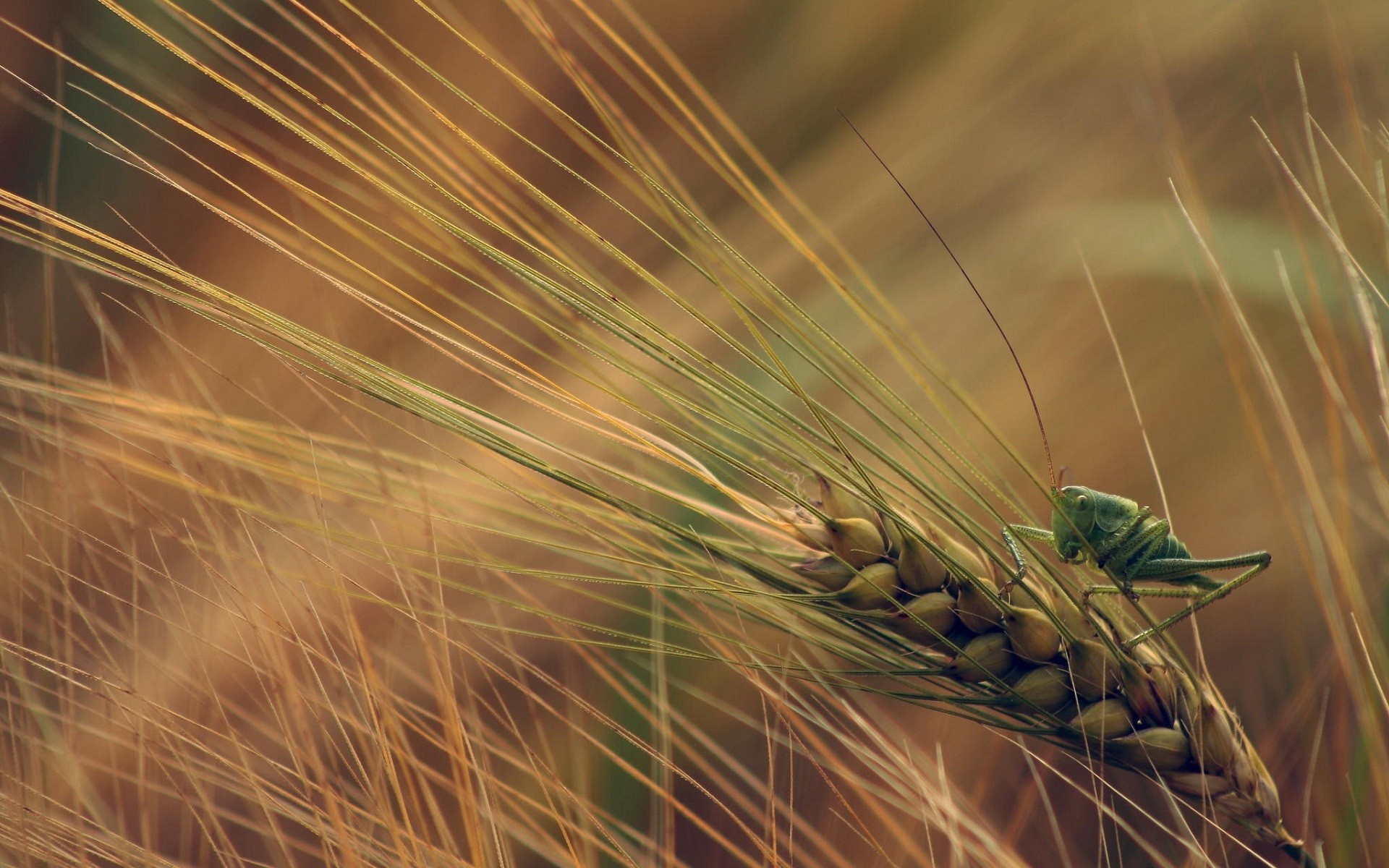 Wheat, Grasshoppers Wallpaper, 1920x1200 HD Desktop