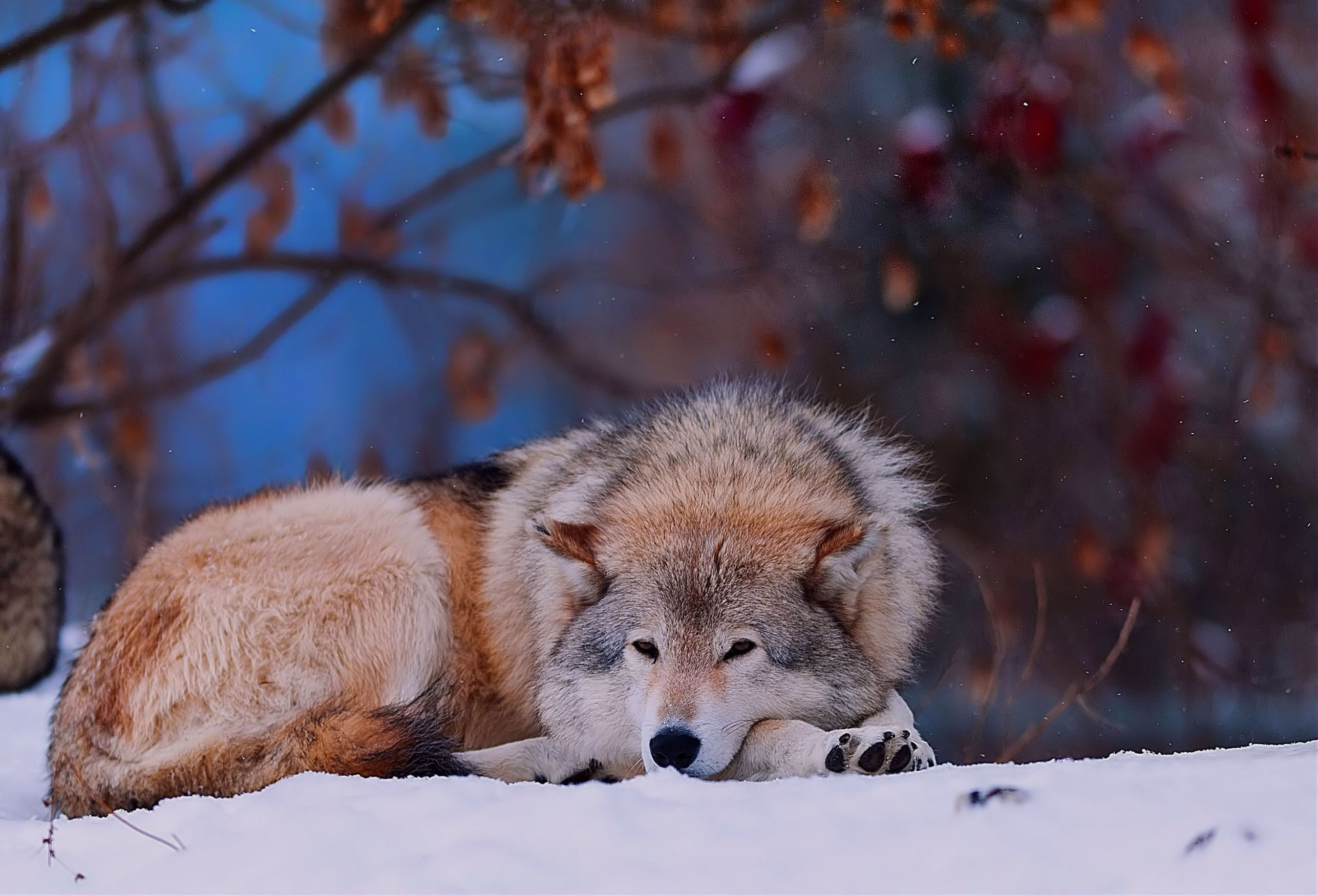 Gray Wolf, Brown-gray coat, HD wallpaper, Striking beauty, 2580x1750 HD Desktop