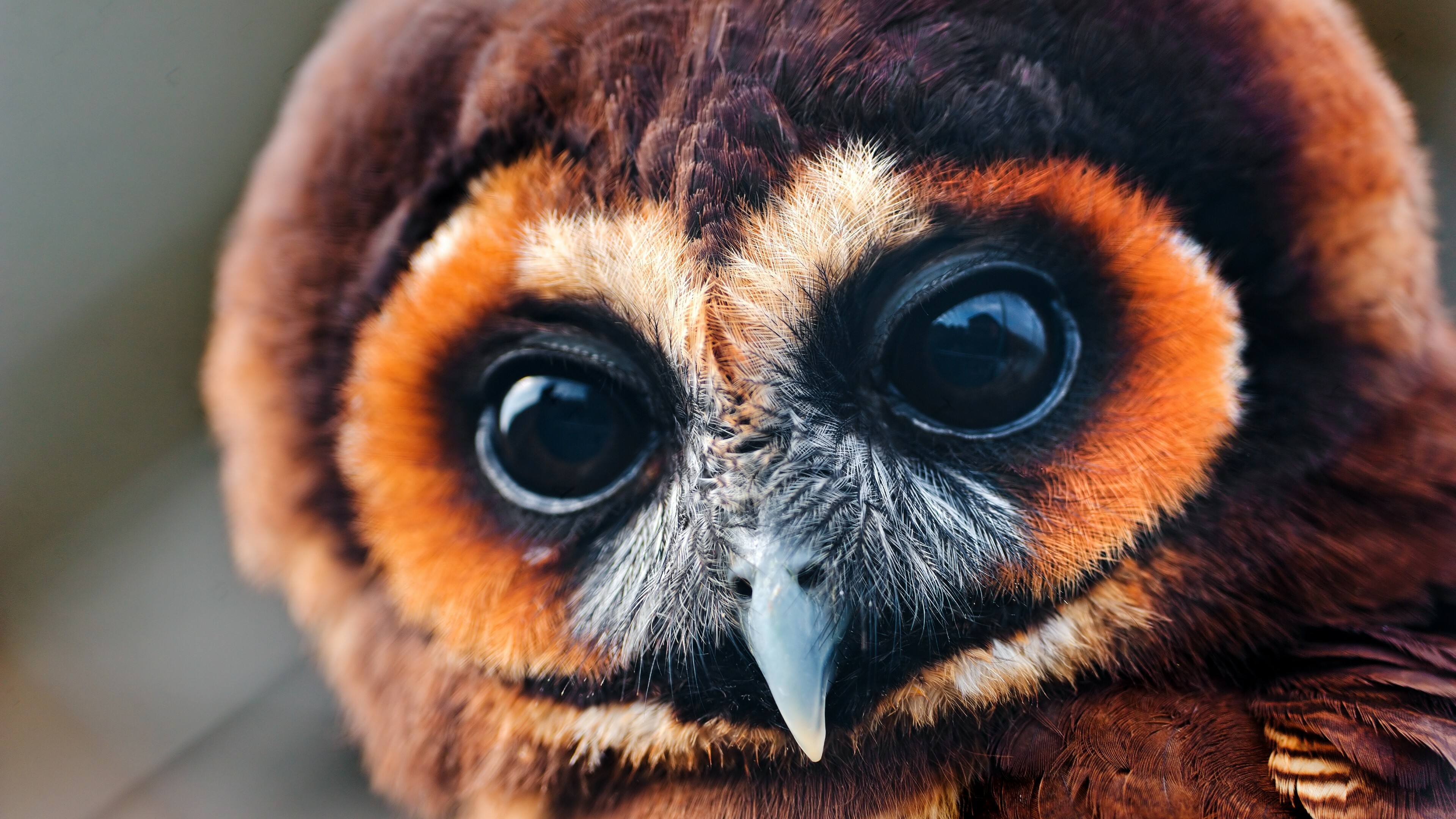 Owl, National Geographic Wallpaper, 3840x2160 4K Desktop