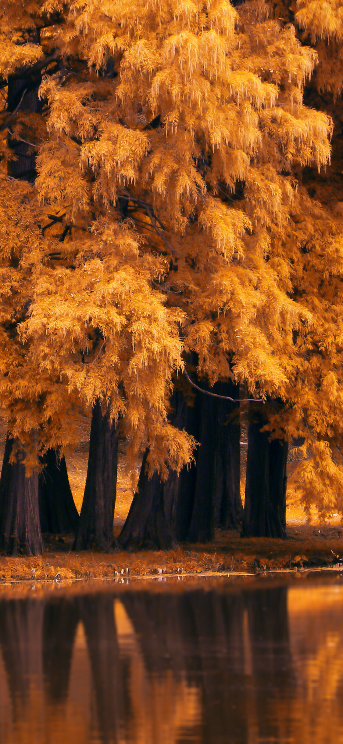 Autumn nature, iPhone XS, iPhone X, HD, 1130x2440 HD Phone