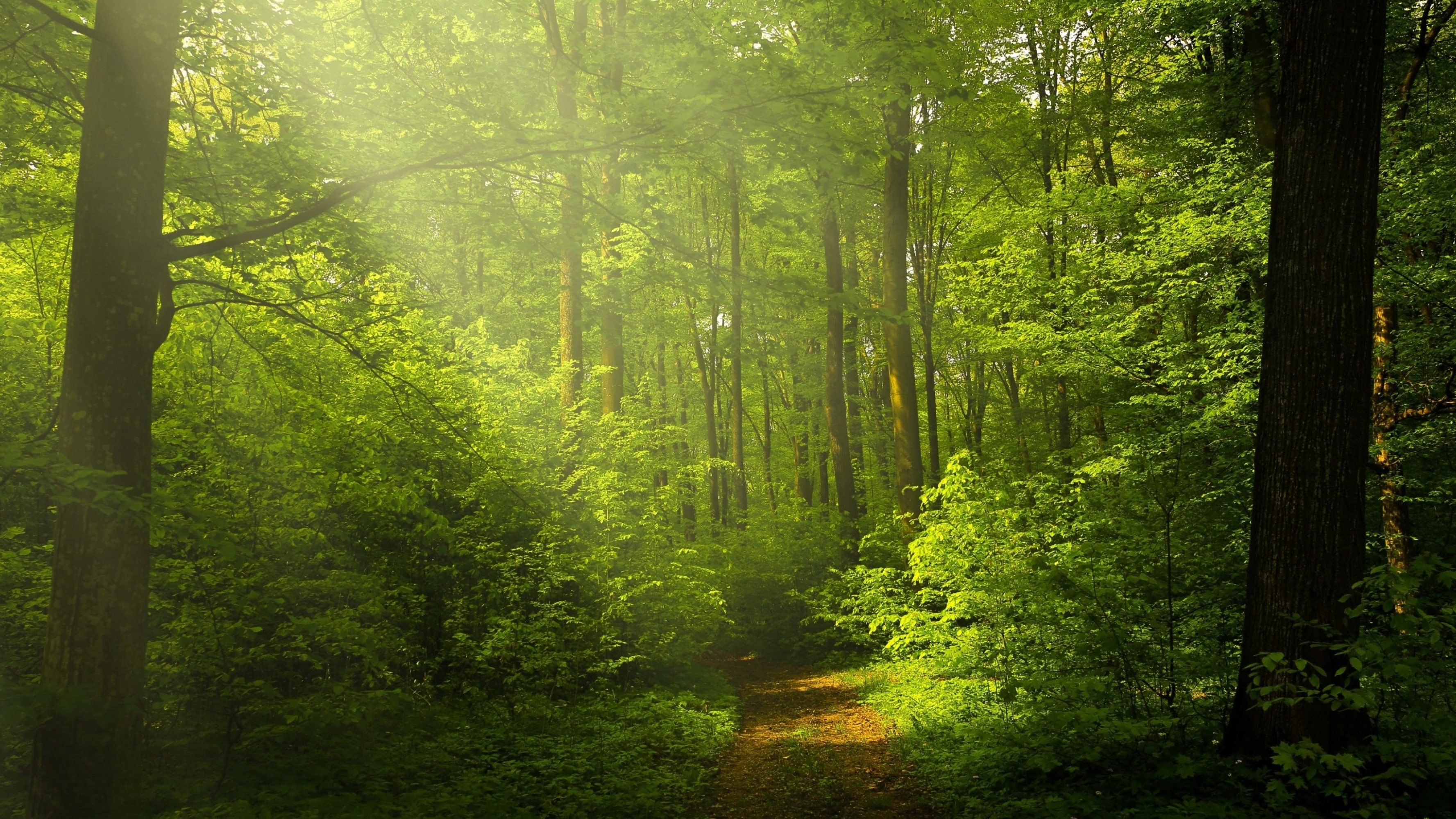 Green Forest, Nature wallpapers, 3560x2000 HD Desktop