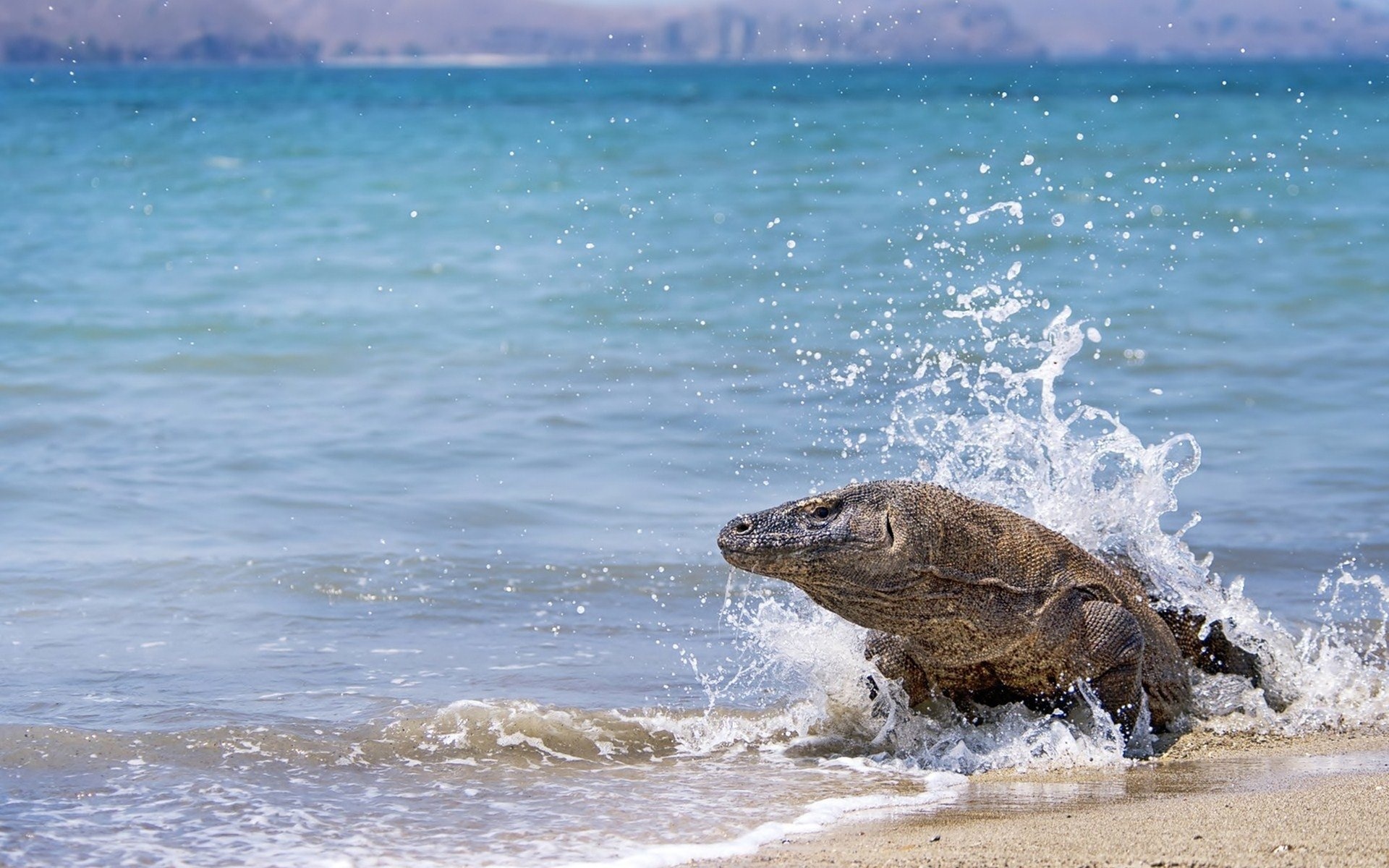 Komodo Island, Komodo dragon wallpapers, Background images, HD, 1920x1200 HD Desktop