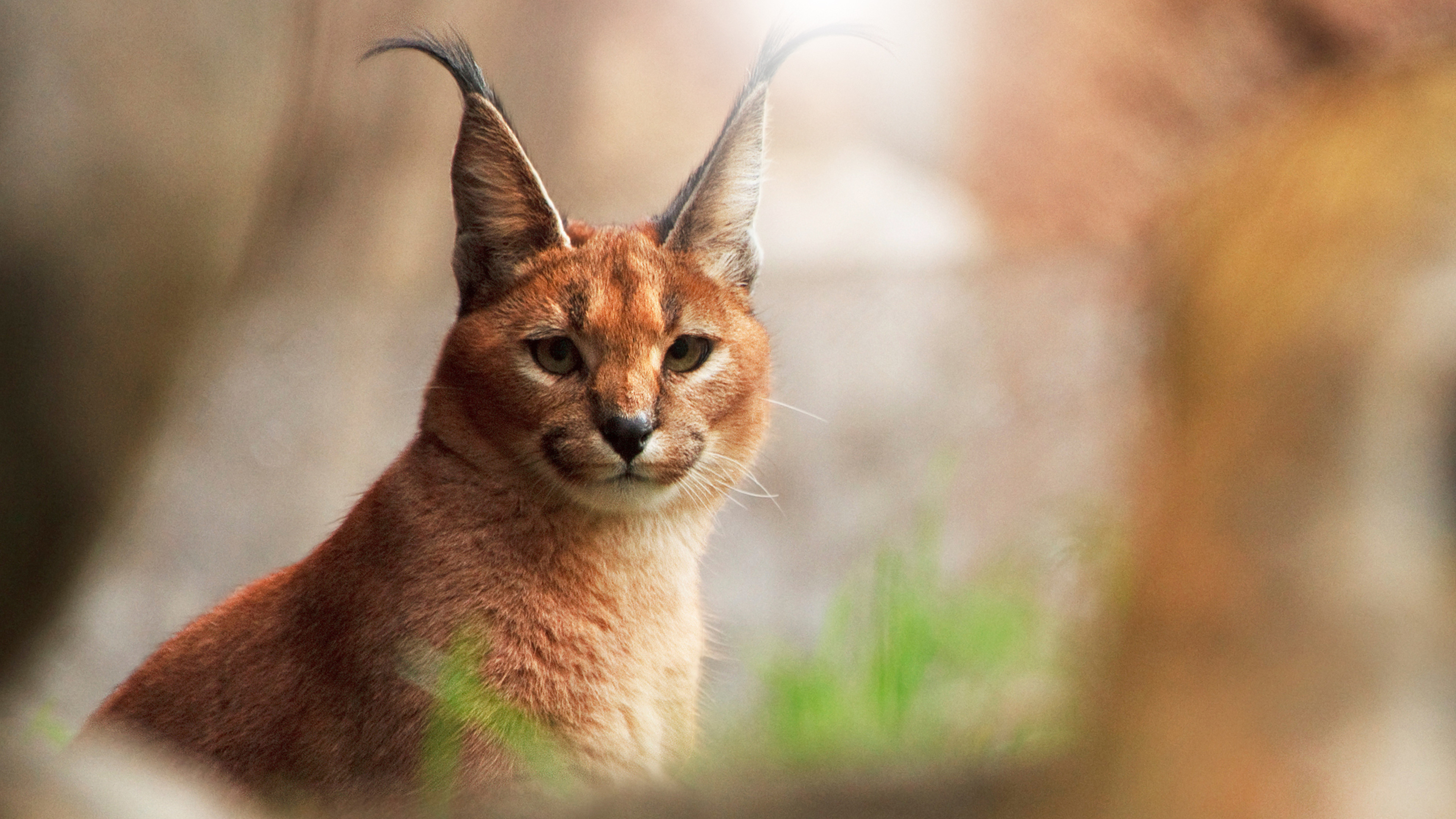 Caracal, HD, WUXGA, Nature, 3840x2160 4K Desktop