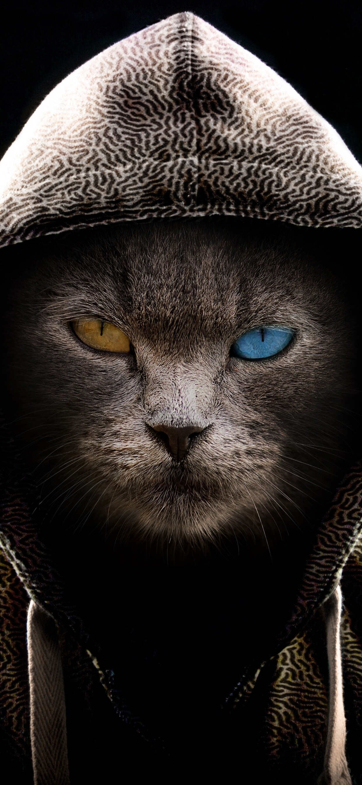 Heterochromy, Cats Wallpaper, 1250x2690 HD Phone