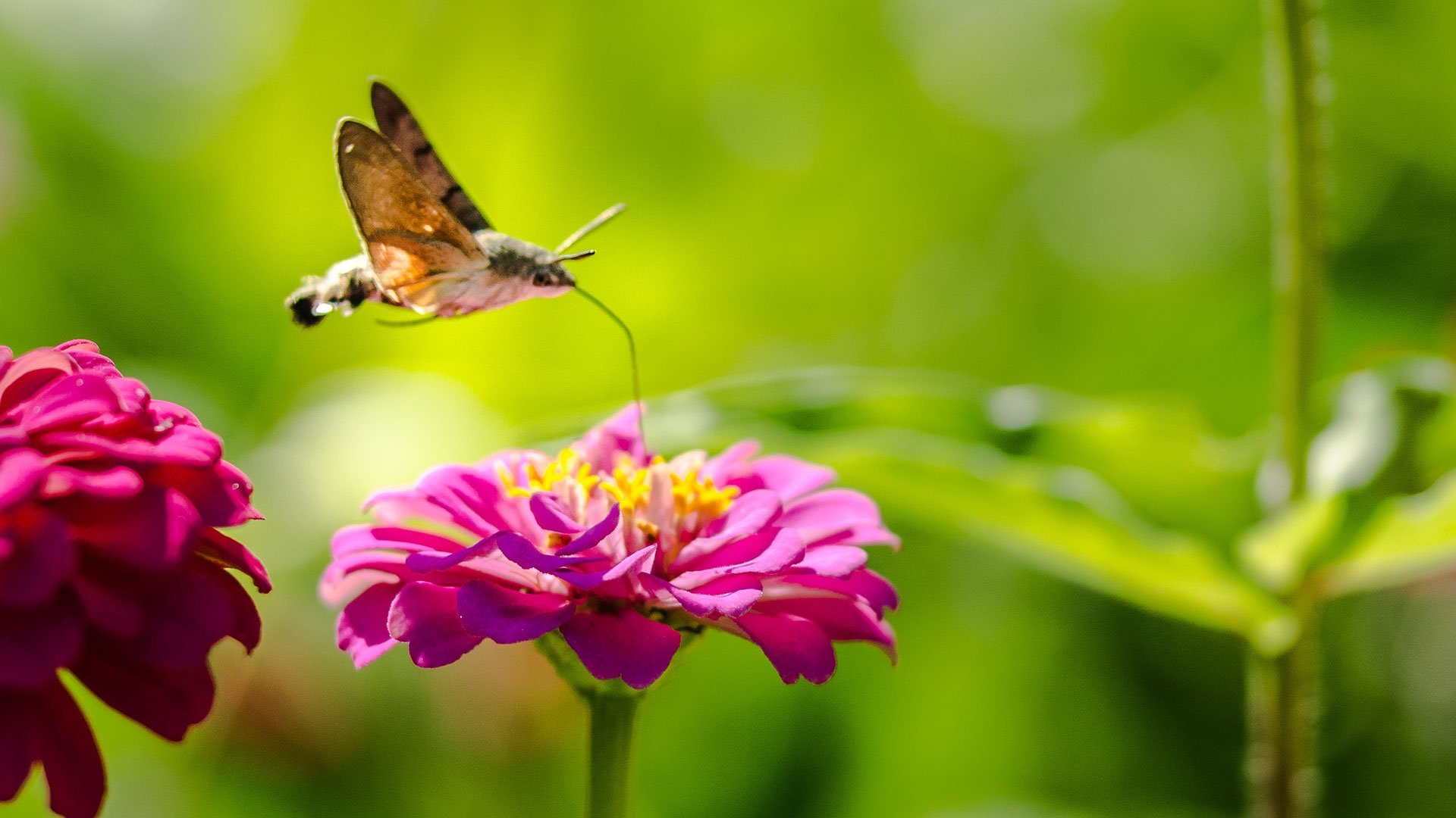 Hummingbird moth discovery, Valuable pollinators, Nature's wonders, Unique insect behavior, 1920x1080 Full HD Desktop