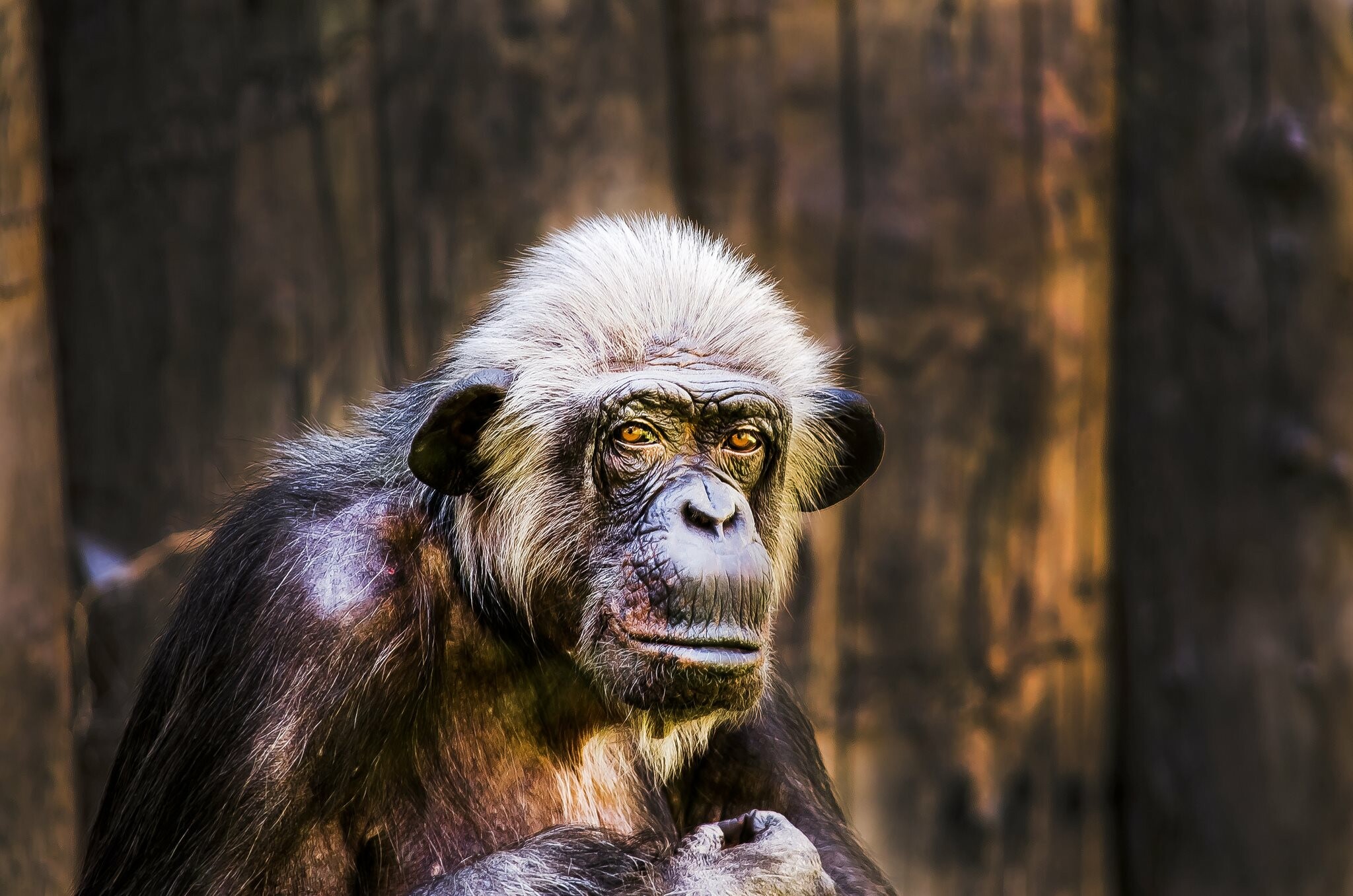 Animal chimpanzee, Wallpaper resolution, Nature's expression, Captivating beauty, 2050x1360 HD Desktop