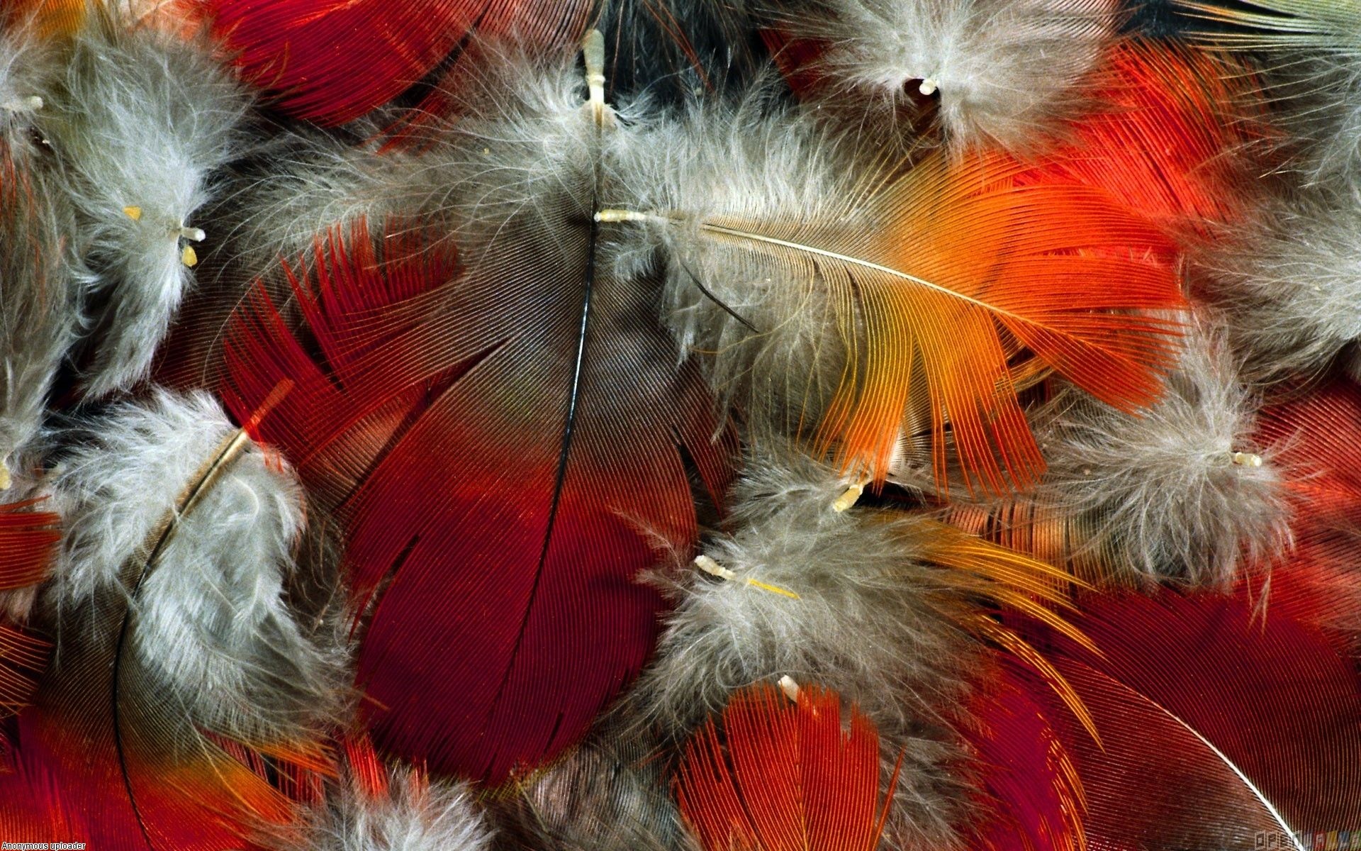 Beautiful feathers, HD wallpapers, Animal feathers, Feather wings, 1920x1200 HD Desktop