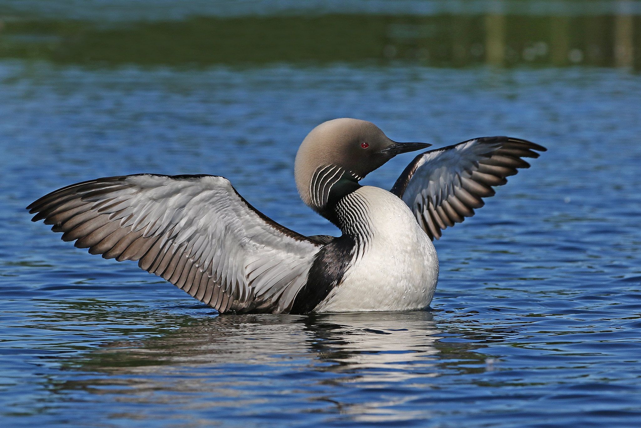 Loon bird, Pacific loon, Stretching, Preening, 2050x1370 HD Desktop