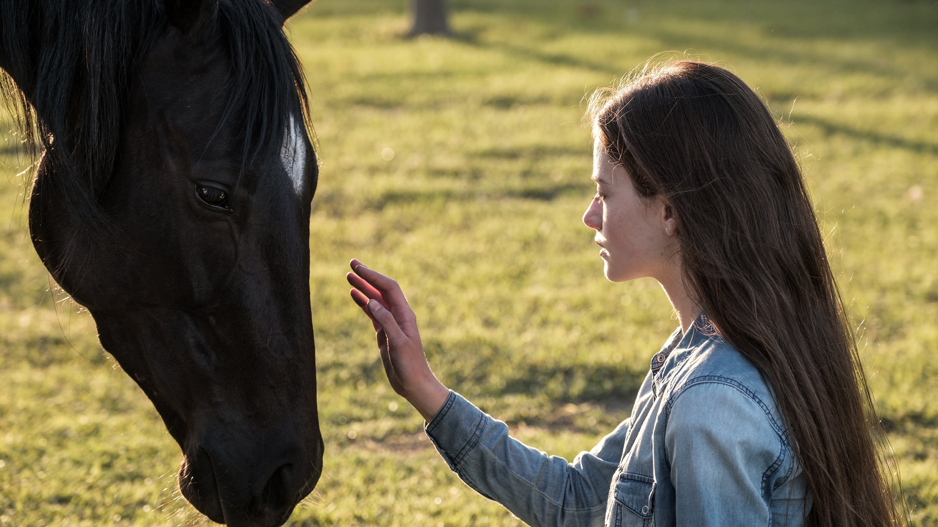 Black Beauty Movie, Majestic horses, Emotional journey, Unbreakable bond, 3840x2160 4K Desktop