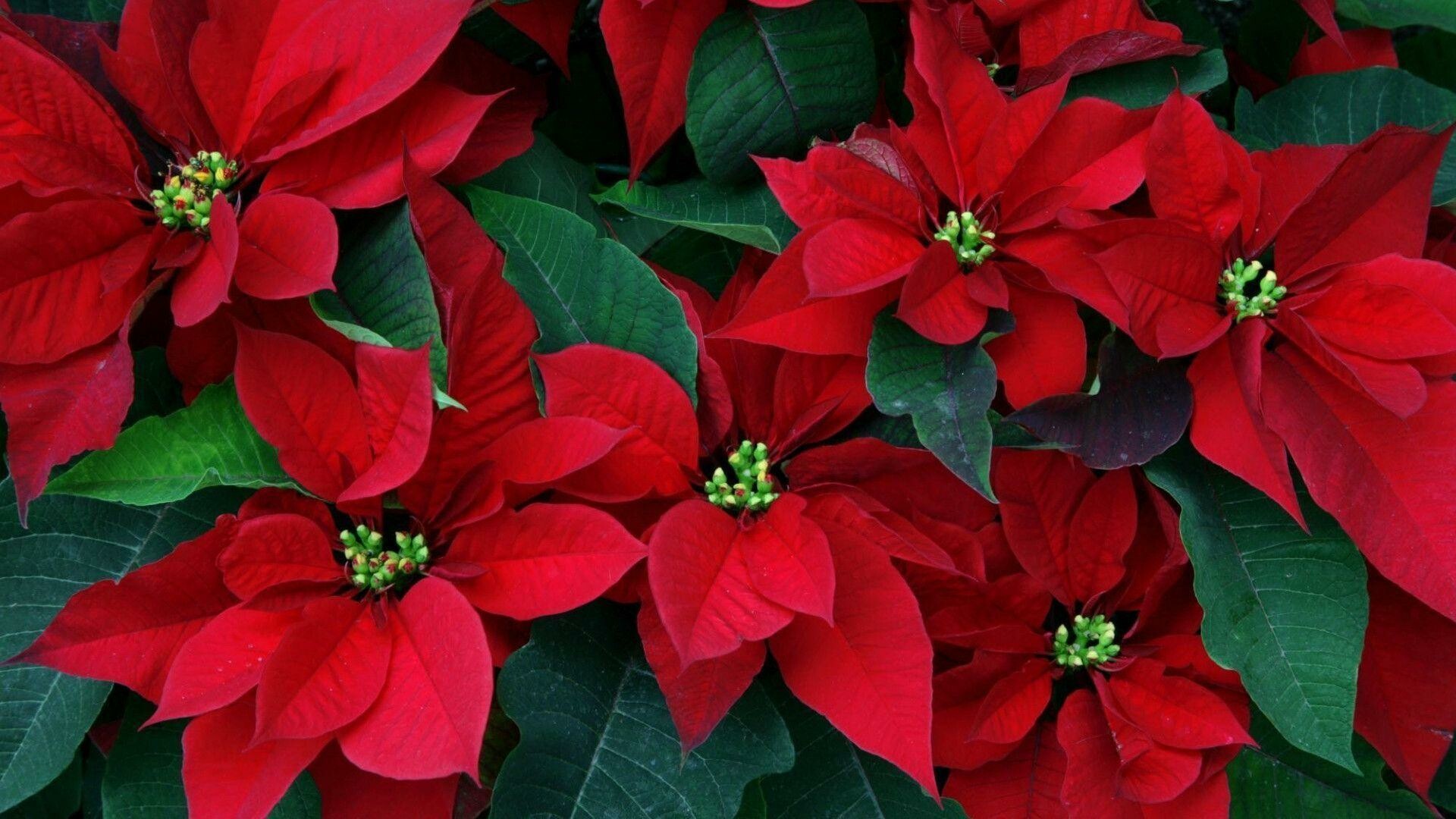 Christmas spirit, Poinsettia wallpapers, 1920x1080 Full HD Desktop