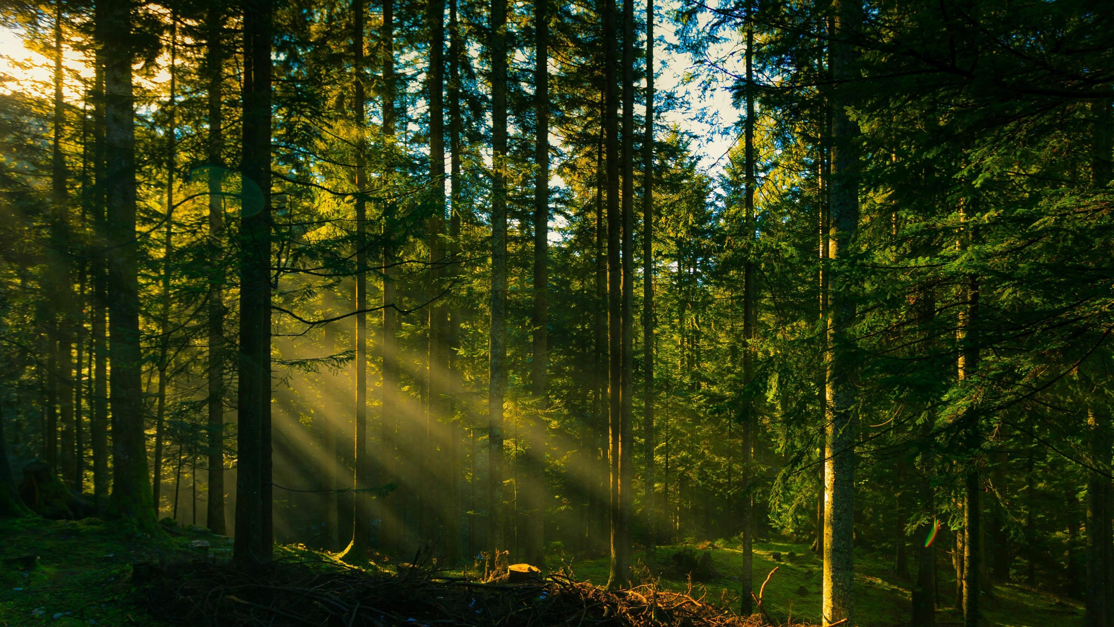 Tree, Nature, Forest Computer Wallpapers, 3840x2160 4K Desktop