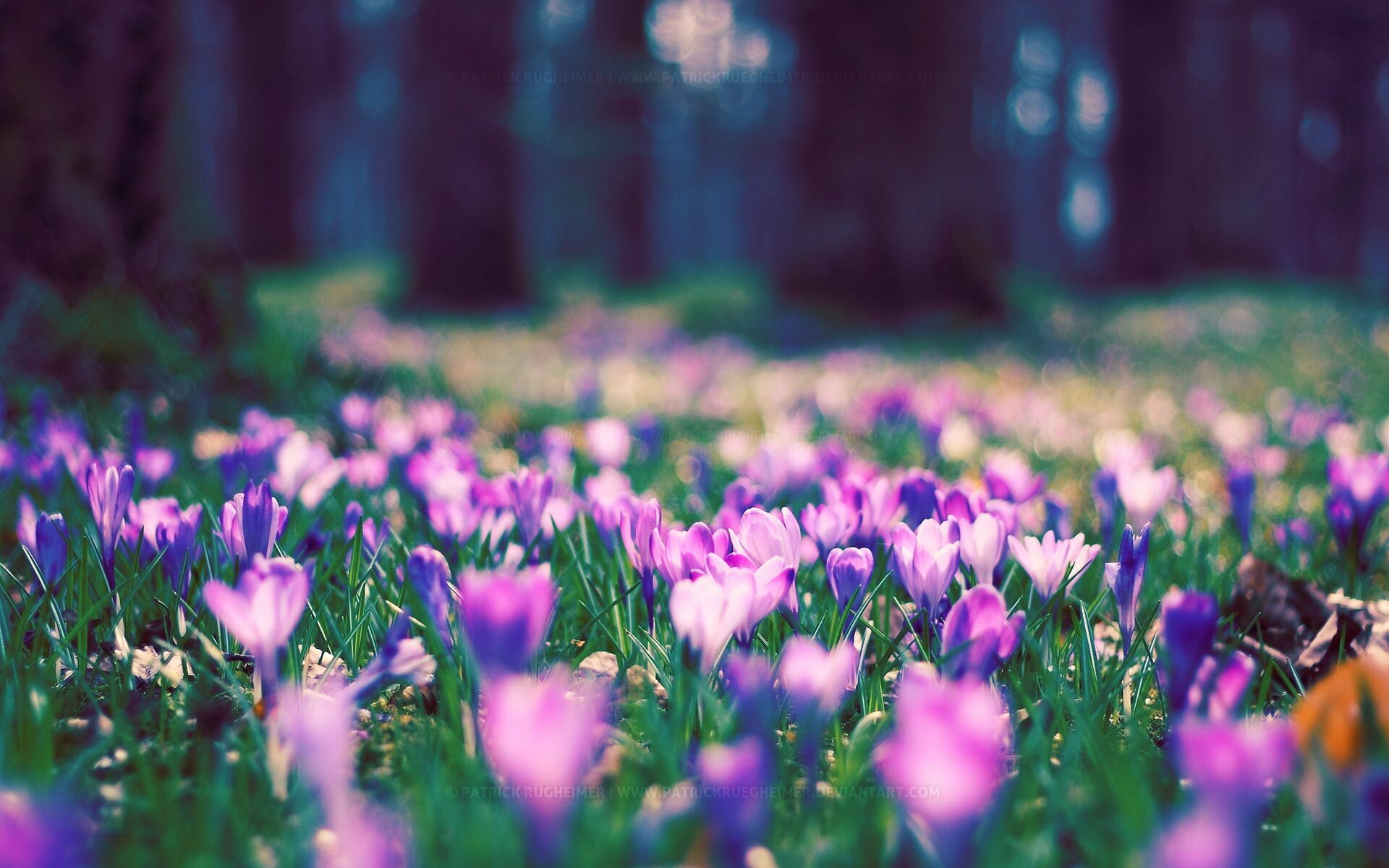 Crocus, Spring Wallpaper, 1920x1200 HD Desktop