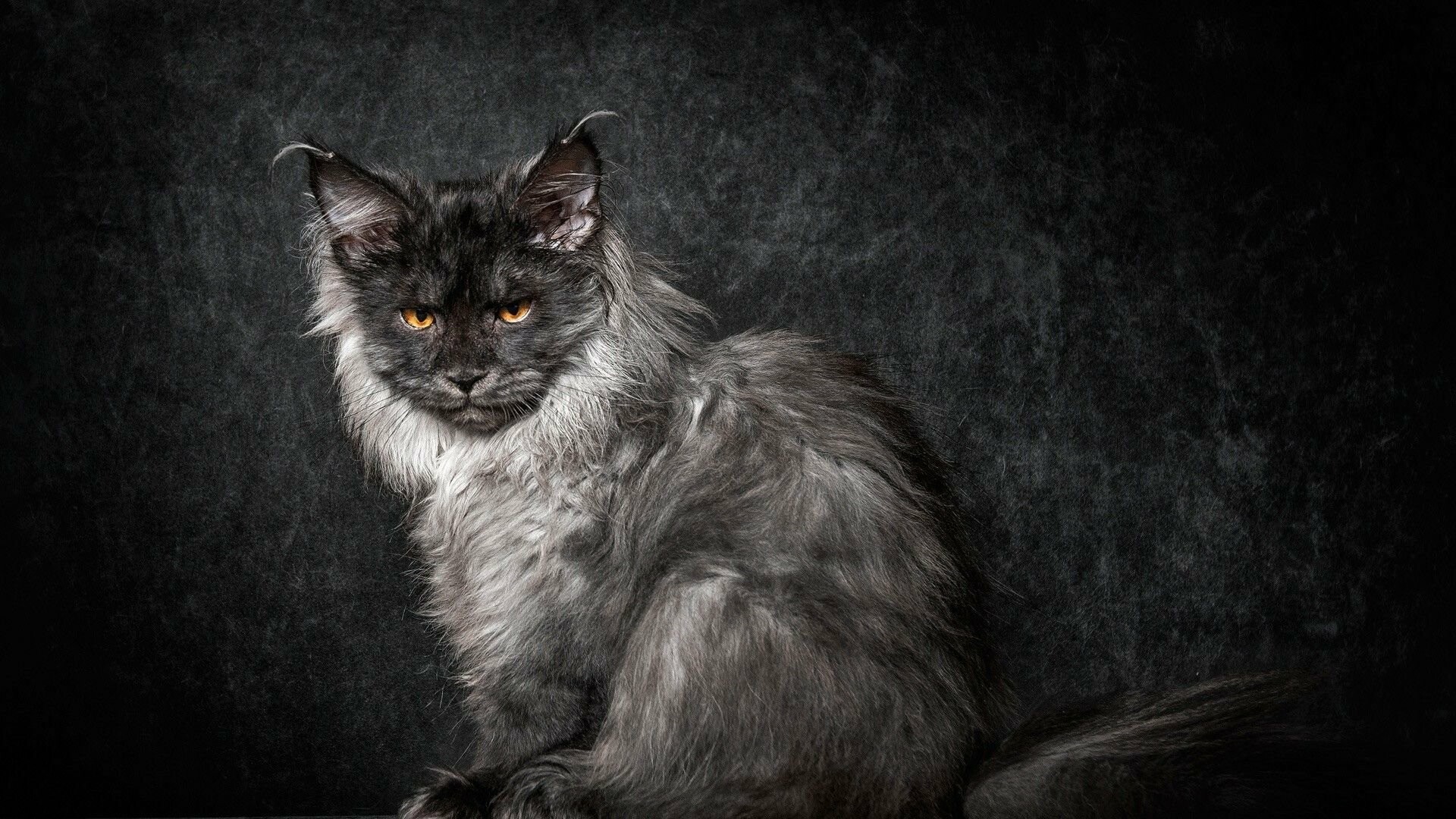 Maine Coon beauty, Stunning feline portrait, Perfect cat wallpaper, High-definition image, 1920x1080 Full HD Desktop