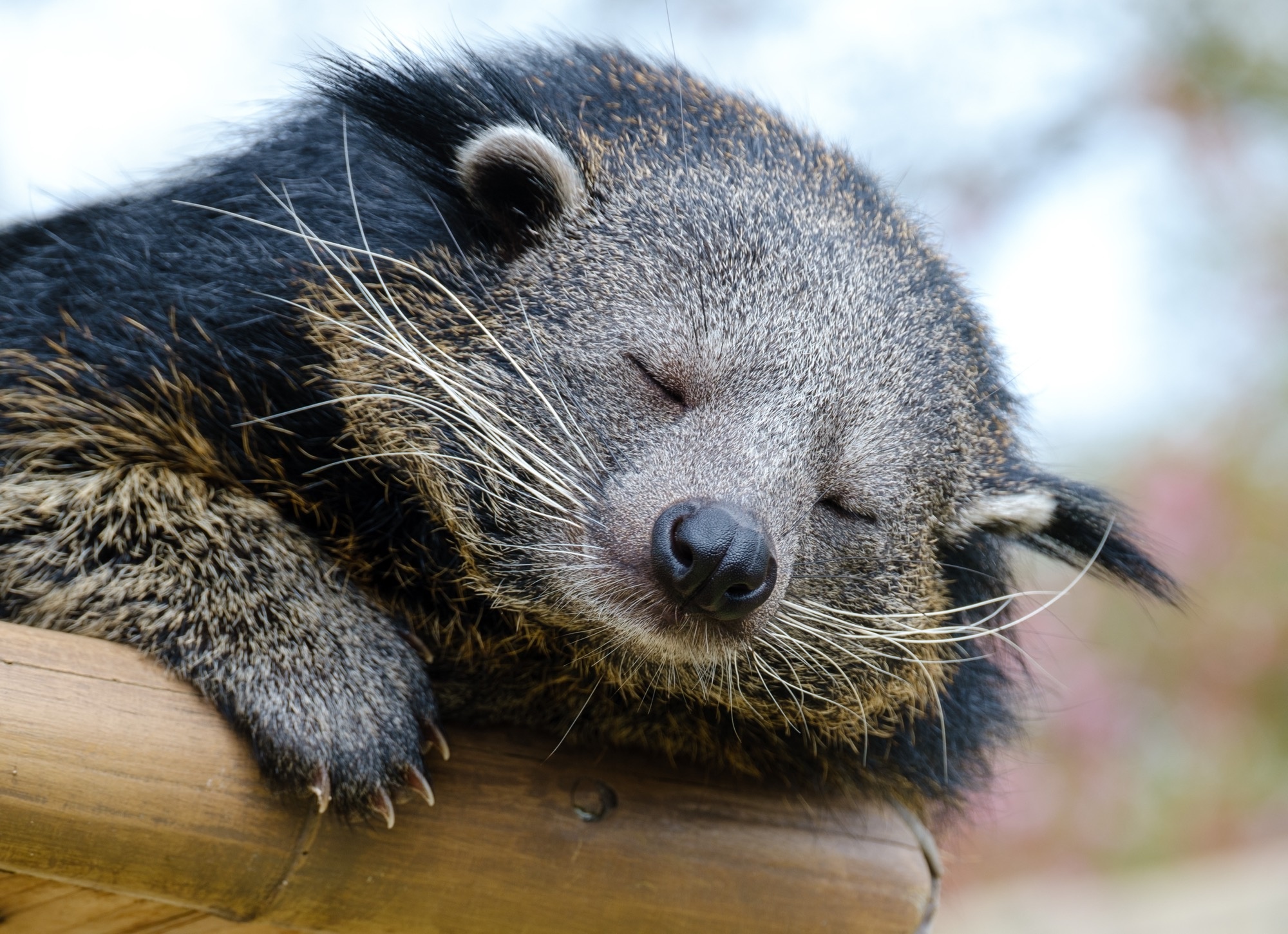 Binturong, Reddit post, Comment search, Social media, 2000x1450 HD Desktop