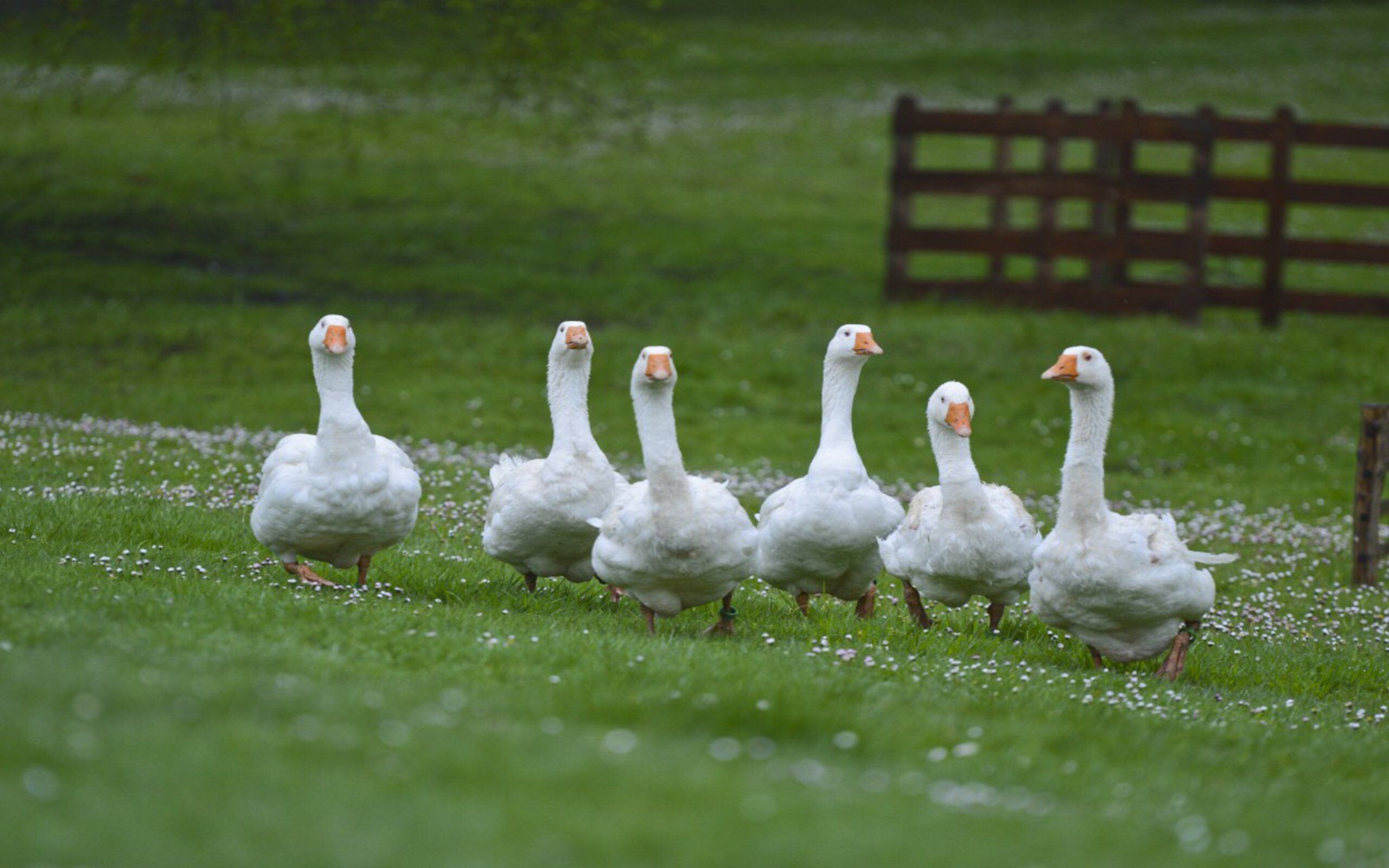 Goose wallpapers, Top free backgrounds, High-resolution images, Wildlife photography, 2560x1600 HD Desktop