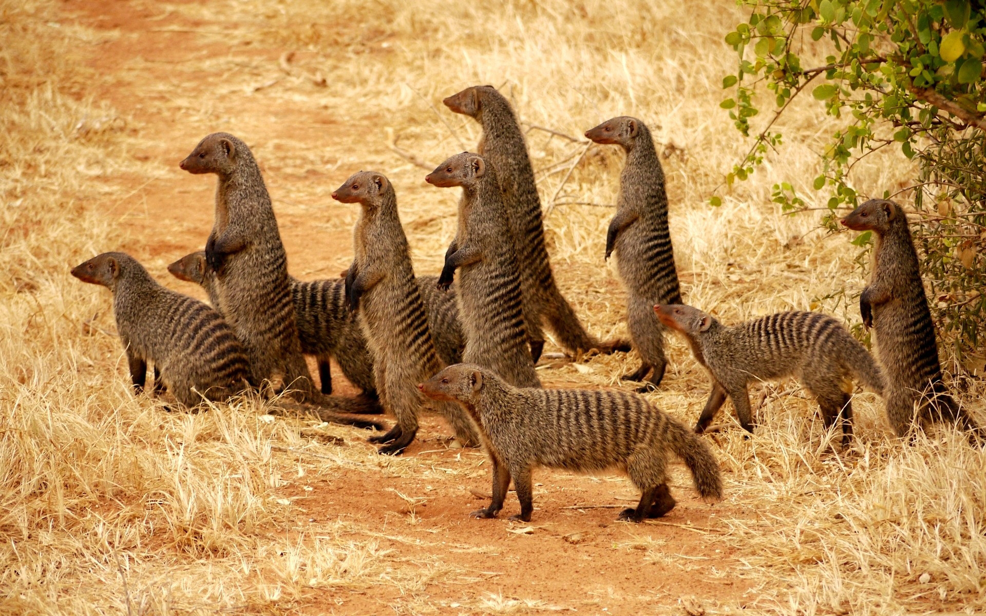 Mongoose, Meerkat species, Desert habitat, Cute animal, 1920x1200 HD Desktop