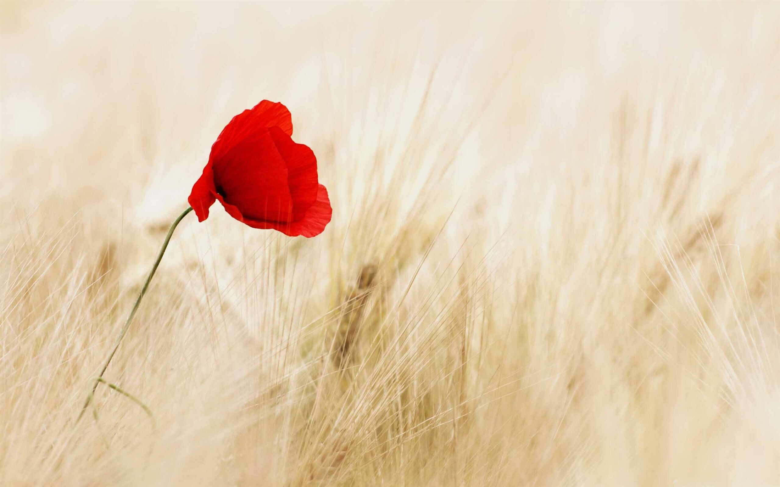 Poppy Flower, Best poppy Mac wallpapers, Free download, HD quality, 2560x1600 HD Desktop