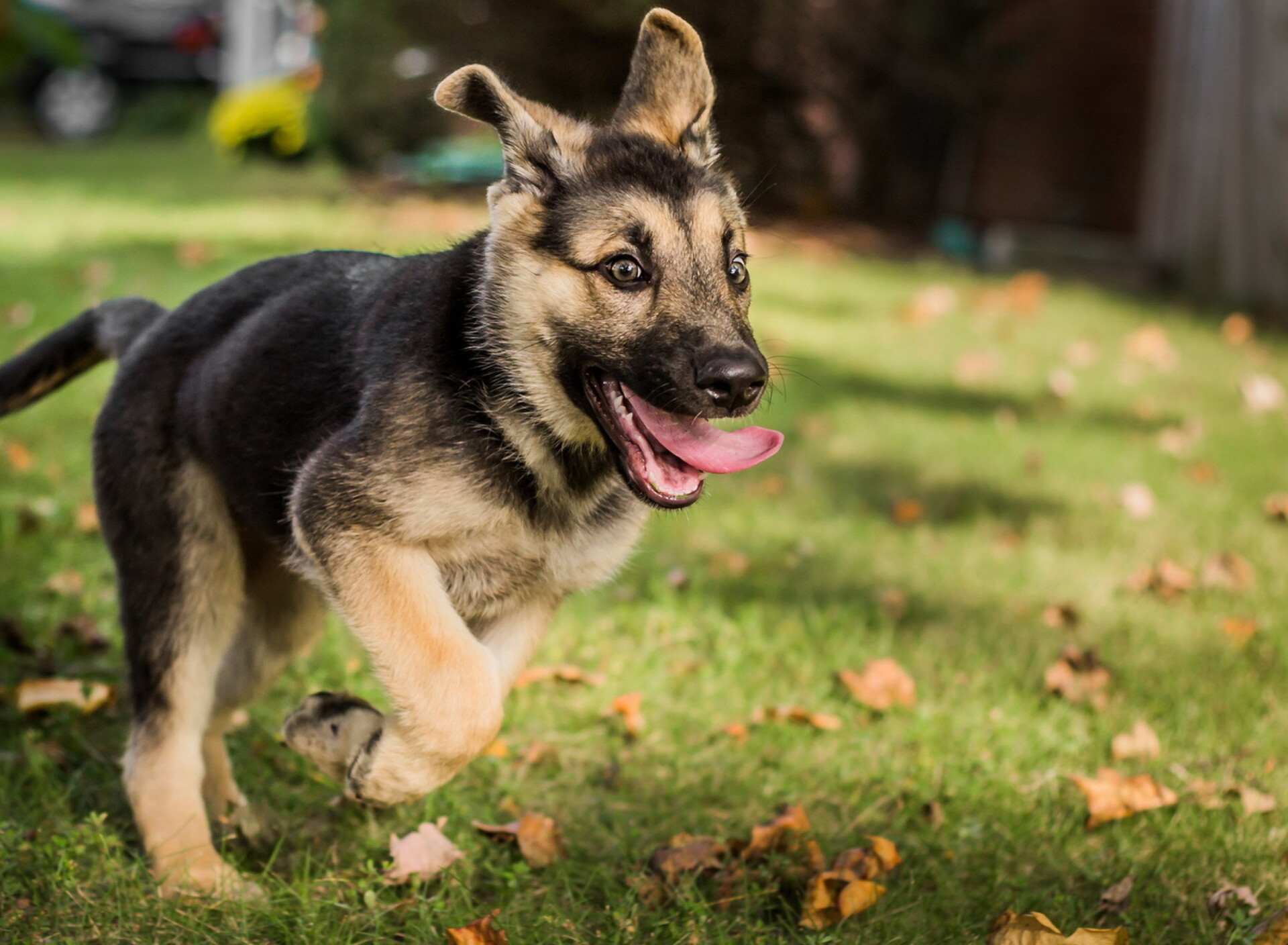 Playful, German Shepherds Wallpaper, 1920x1410 HD Desktop