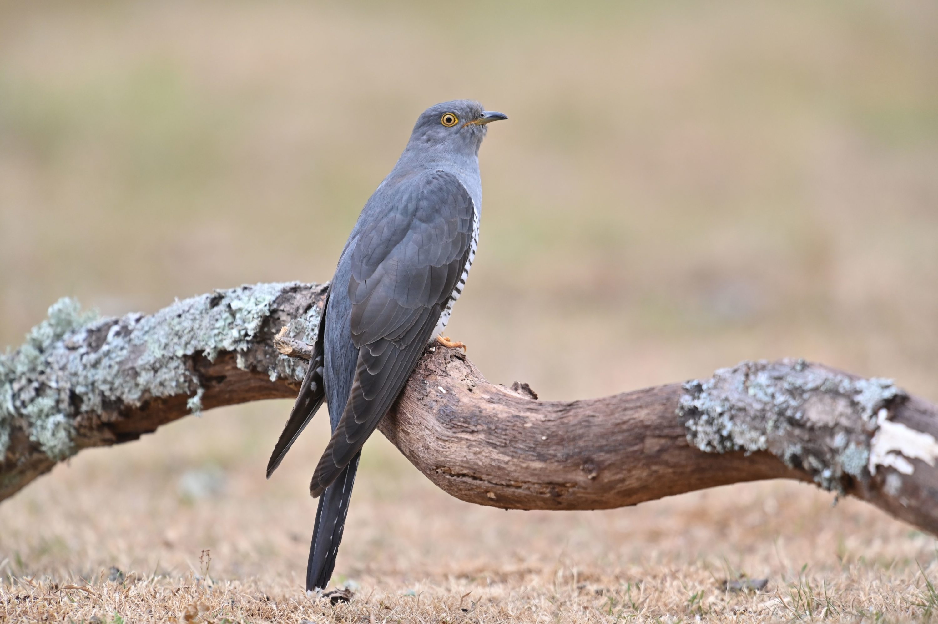 Mongolian cuckoos, Long-distance migrants, Nature's journey, Avian wanderers, 3000x2000 HD Desktop