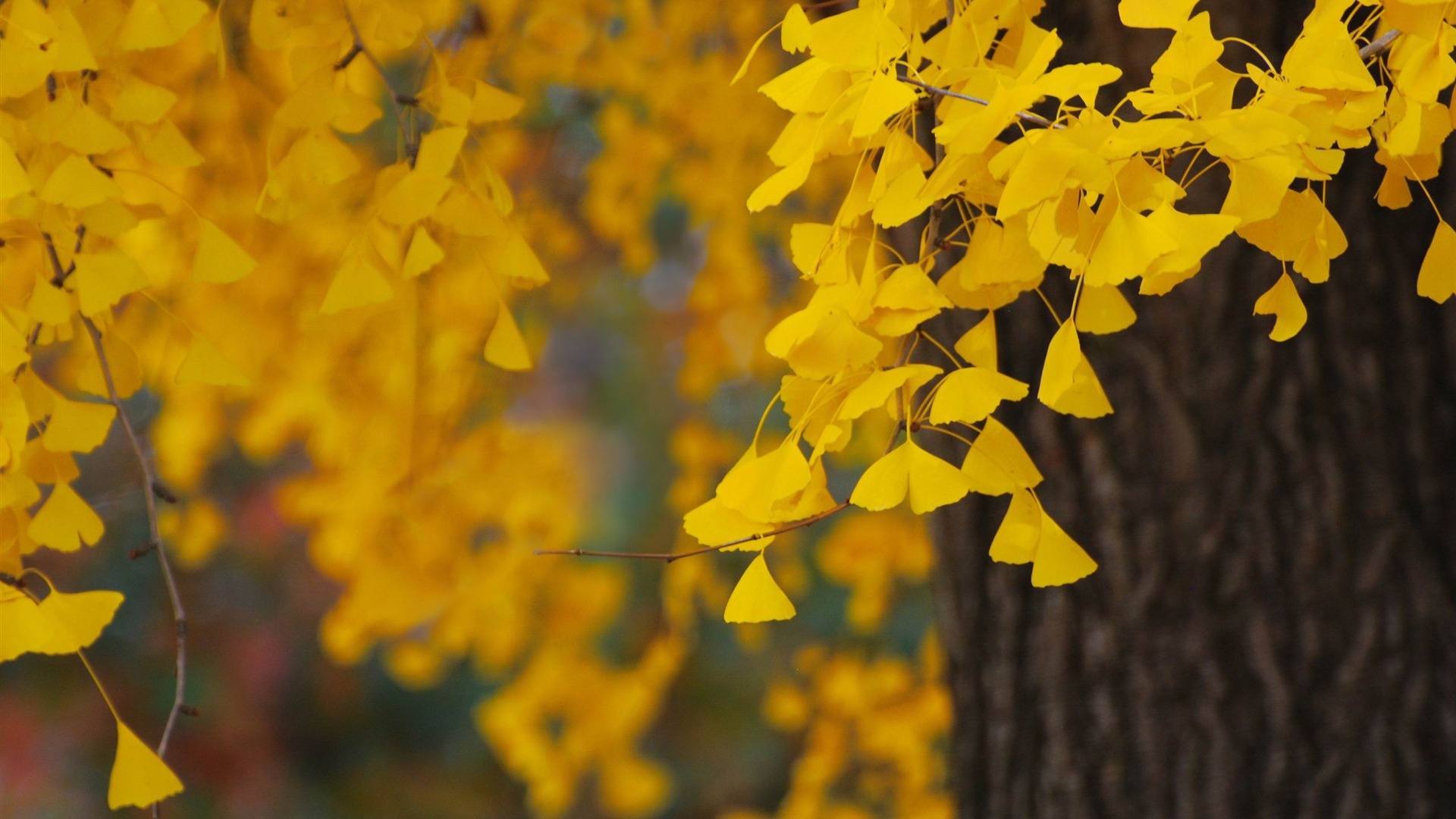 Ginkgo Biloba, Plant close-up, XFCE desktop, Wallpaper delight, 1920x1080 Full HD Desktop