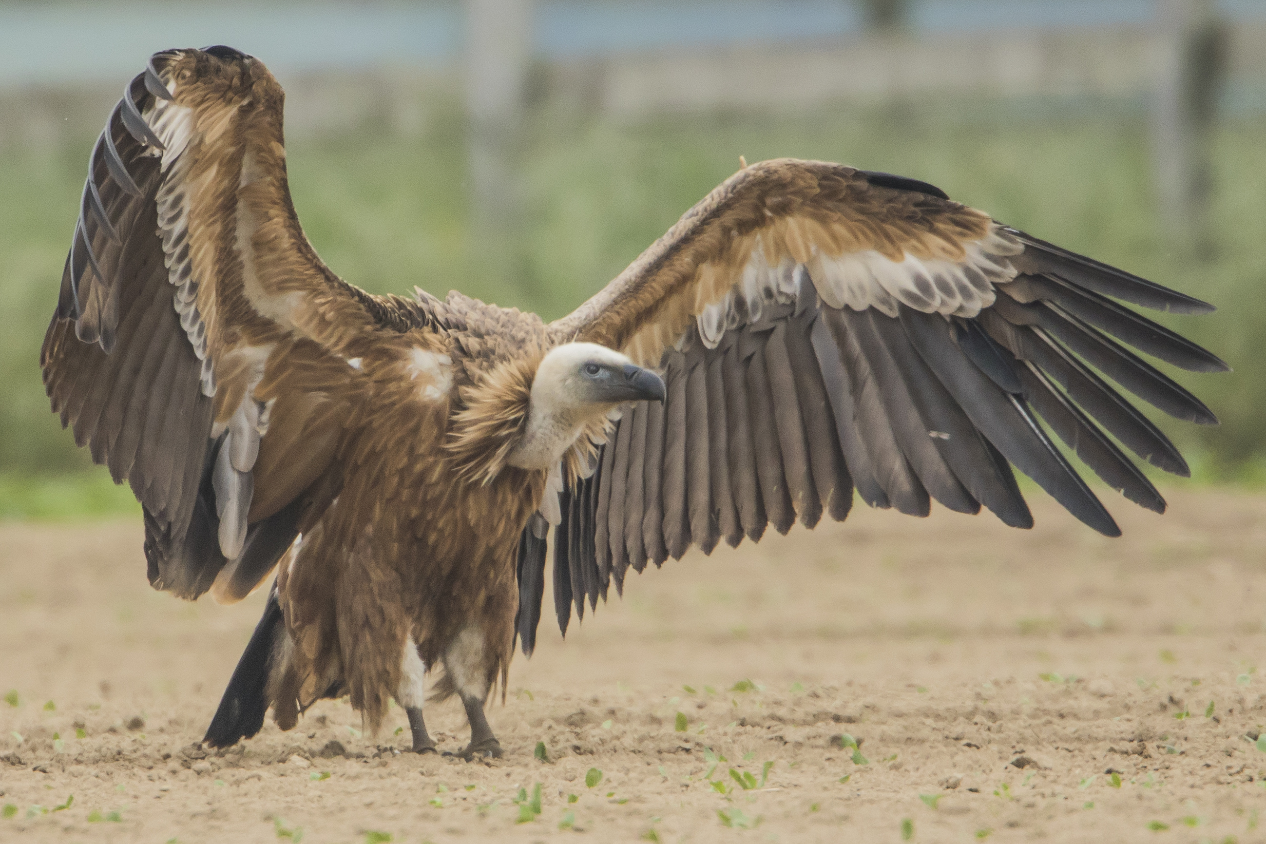 Impressive vulture photography, Birding enthusiasts, Christian Vandeputte's work, Avian beauty, 2600x1740 HD Desktop