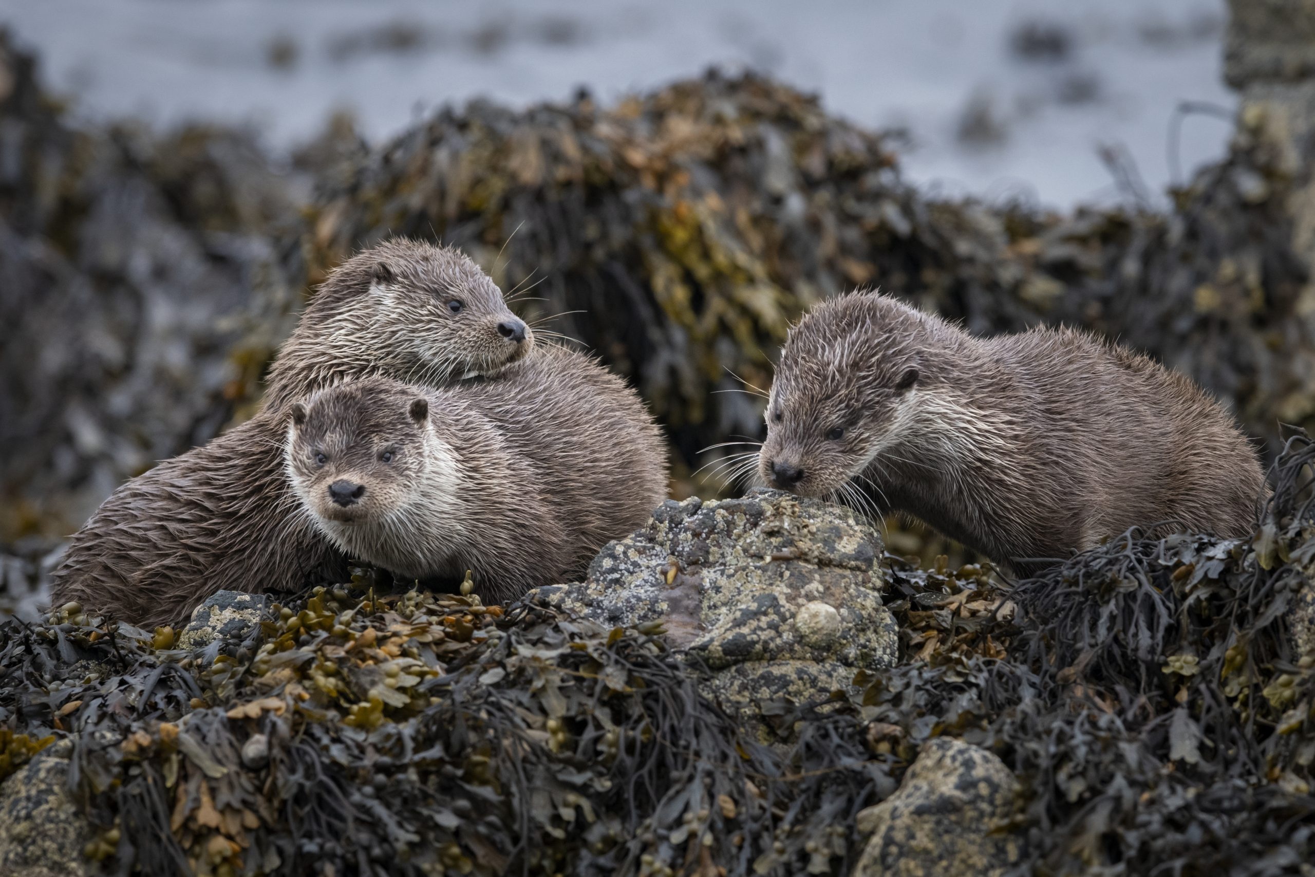 Otter spotting guide, British otter history, Conservation concerns, Discover otter hotspots, 2560x1710 HD Desktop