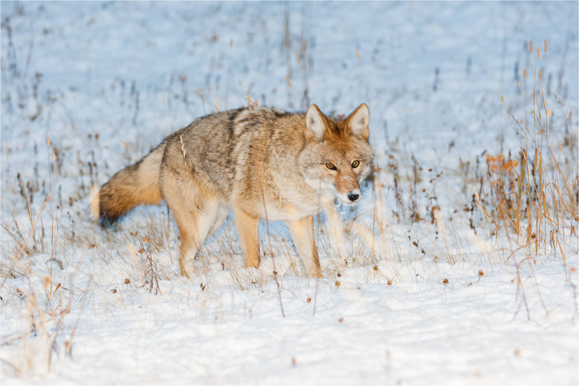 Cool coyote hunting, Desktop mobile tablet, Phoenix coyotes wallpaper, Arizona coyotes wallpaper, 1930x1290 HD Desktop