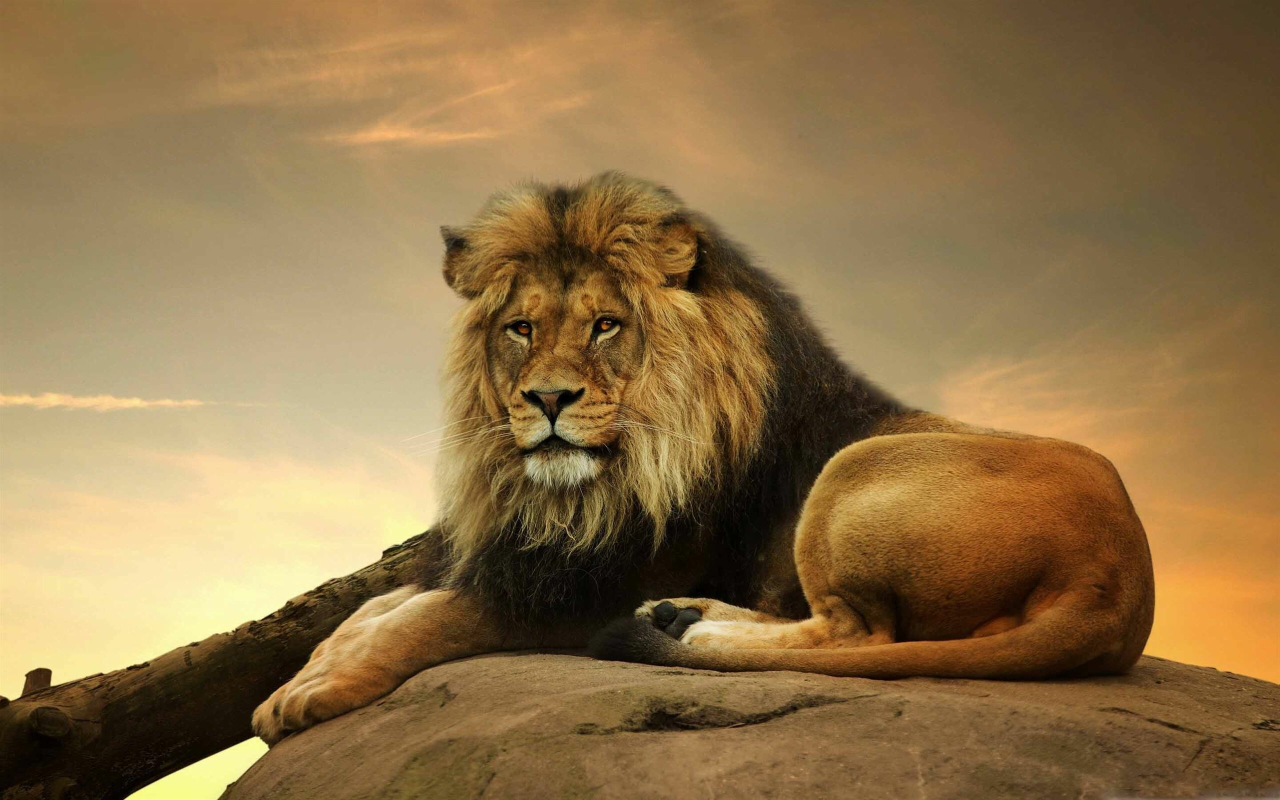 Best lion wallpapers, HD quality, Free to download, Exquisite visual experience, 2560x1600 HD Desktop