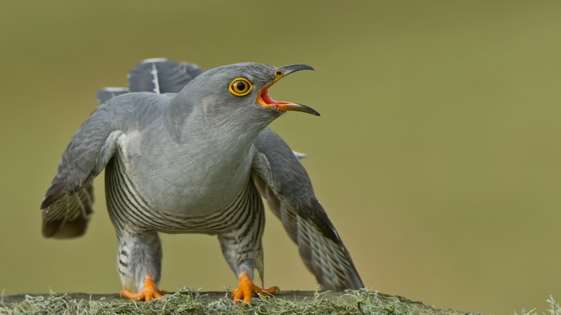 Graphic cuckoo wallpapers, Artistic avian, Nature-inspired, Aesthetic delight, 1920x1080 Full HD Desktop