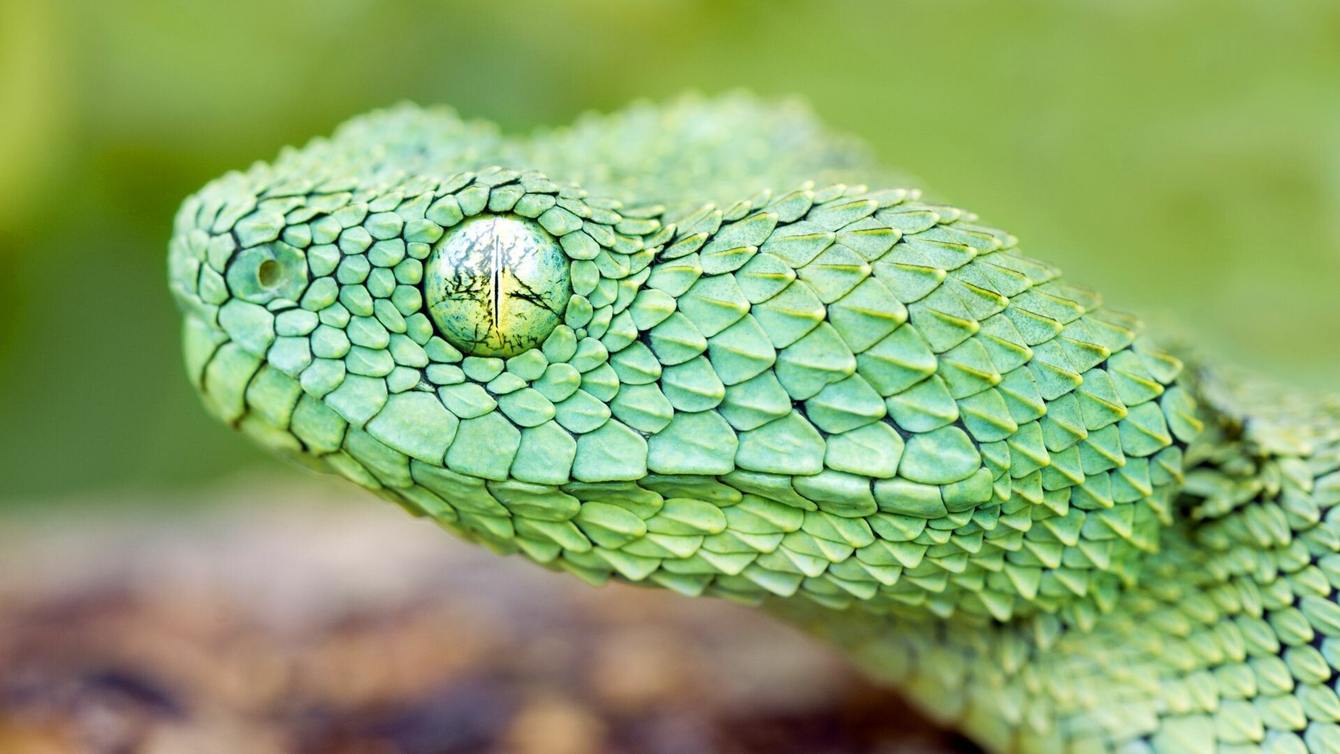 Atheris chlorechis, Snakes Wallpaper, 1920x1080 Full HD Desktop