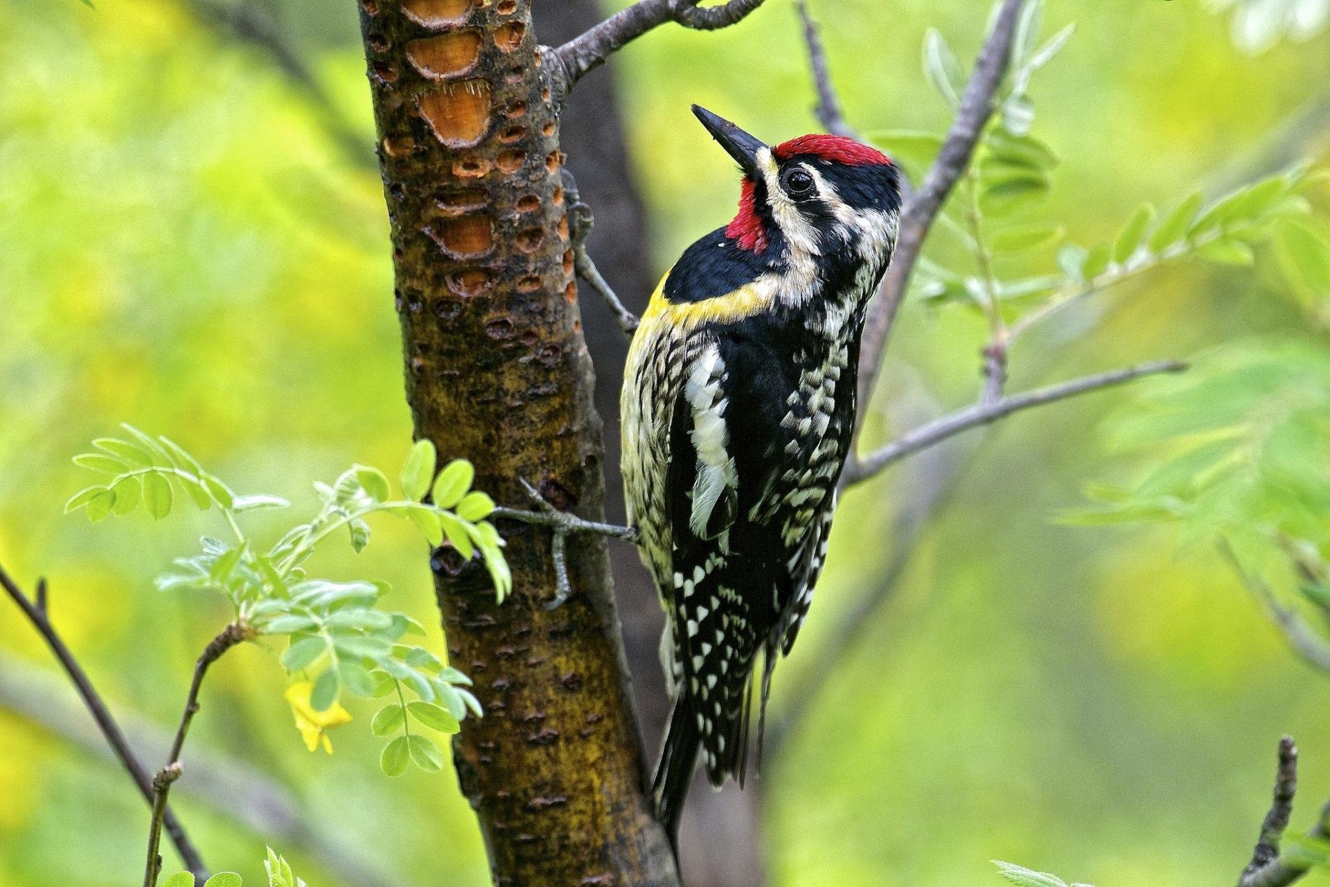 Yellow-bellied sapsucker, Woodpecker Wallpaper, 1920x1280 HD Desktop