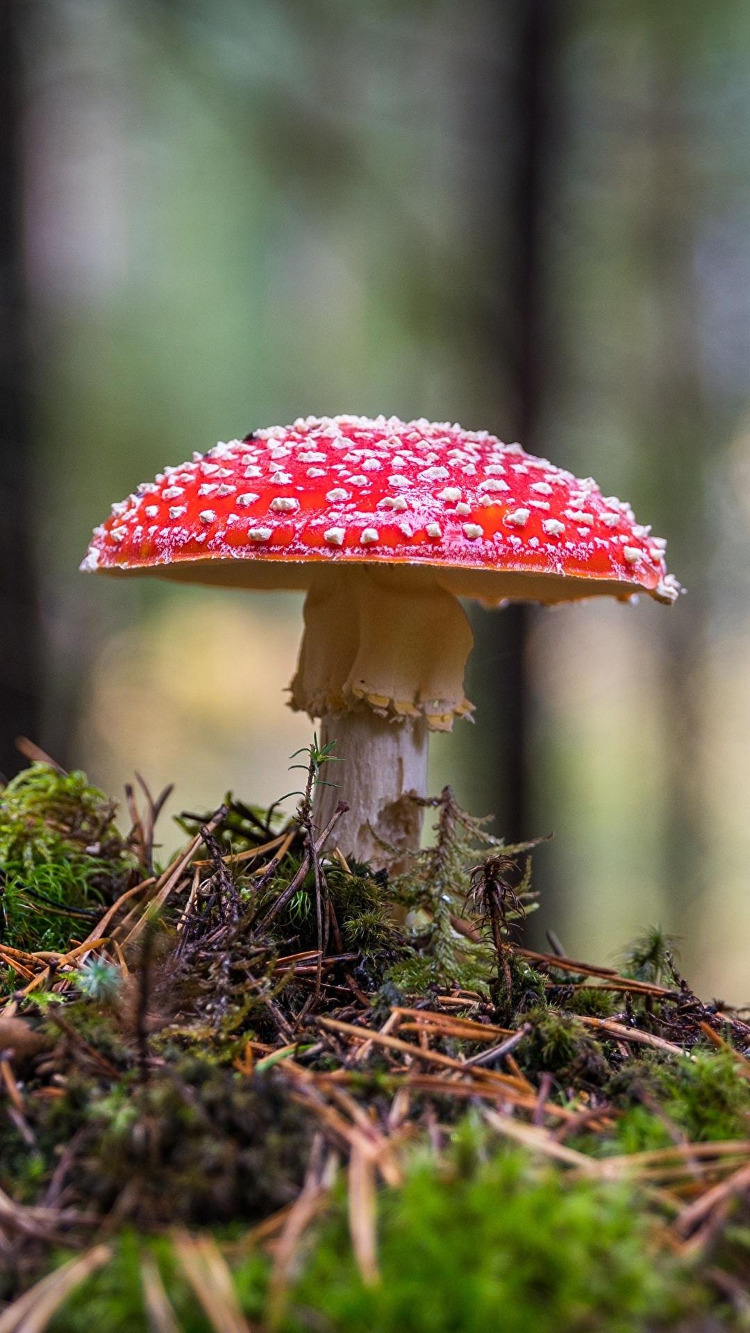 Amanita, Nature, Mushroom phone wallpapers, 1080x1920 Full HD Phone