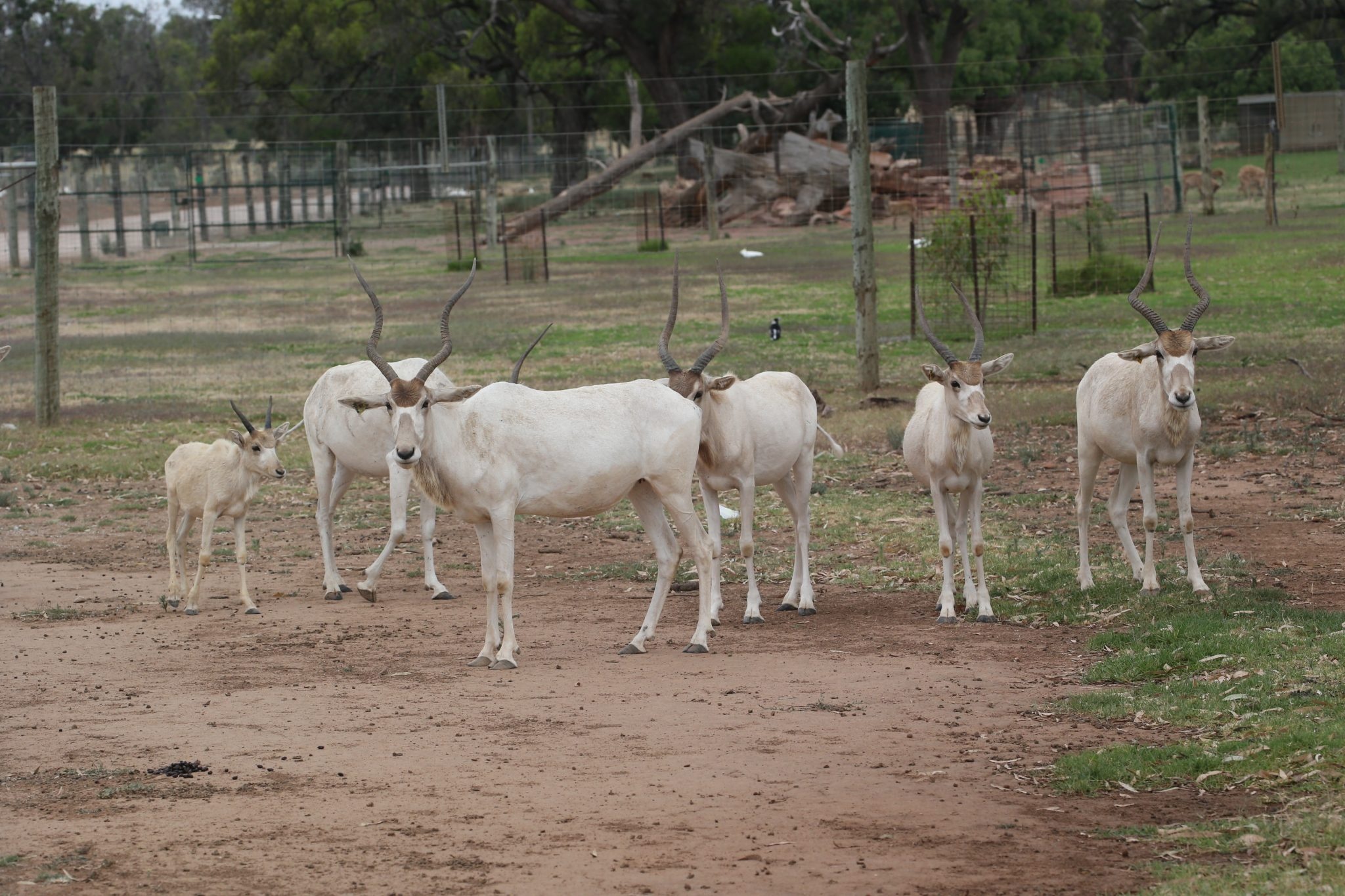 Addax antelope, Altina wildlife park, Animal, Addax, 2050x1370 HD Desktop