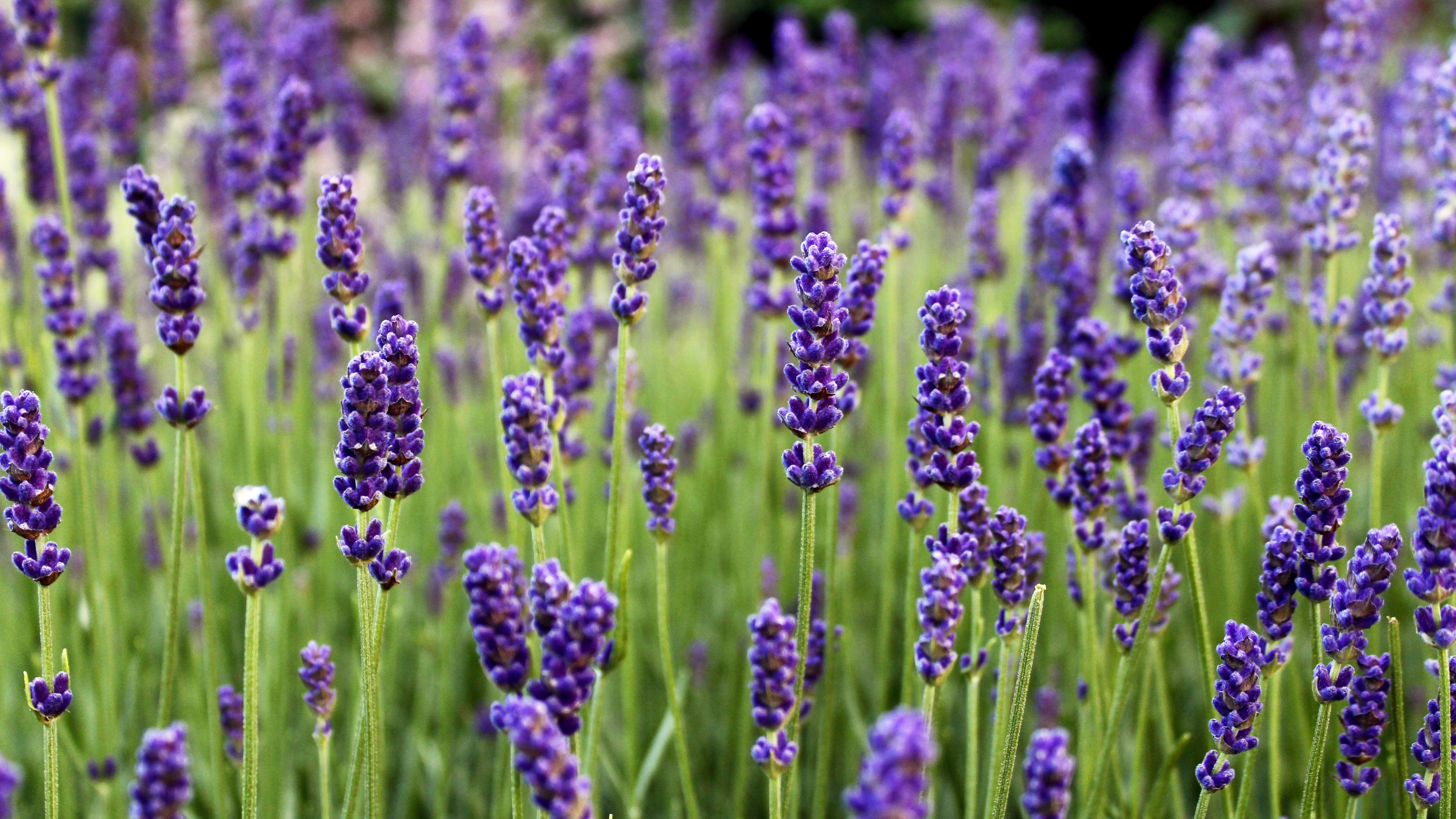 Lavender flowers, Farm flora, Nature 4k, Image background, 3840x2160 4K Desktop