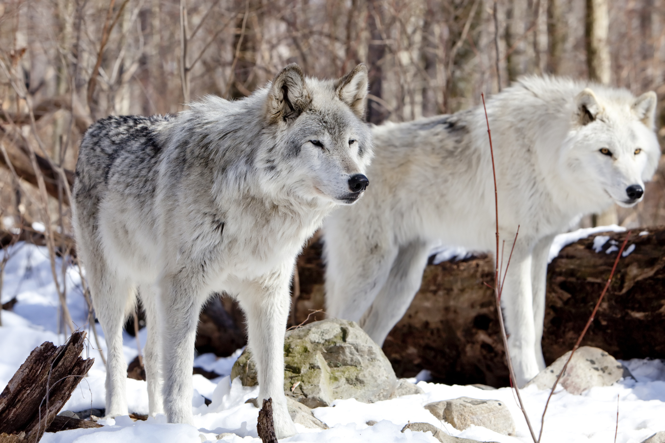 Gray Wolf, Body structure, Wolves, 2130x1420 HD Desktop