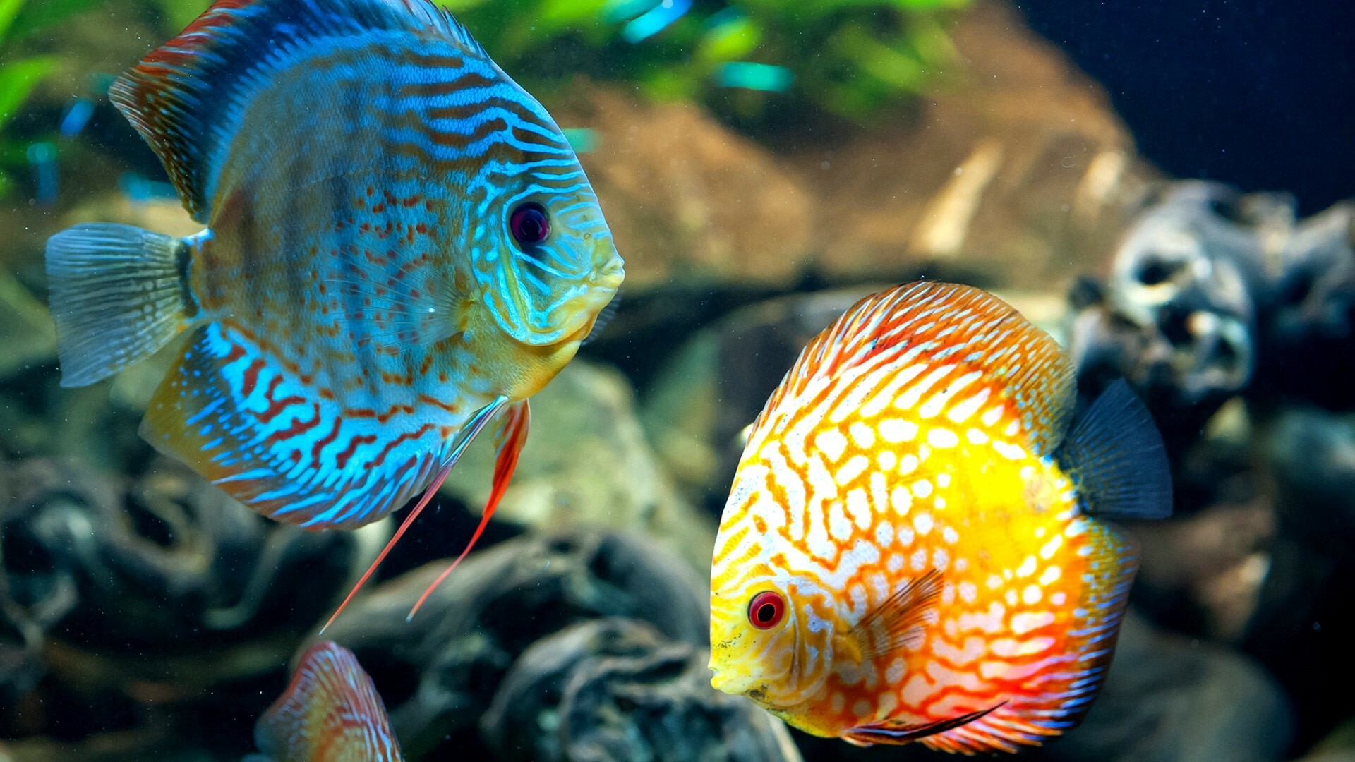 Fish, Fish Wallpapers, Keywords, Keywords, 1920x1080 Full HD Desktop