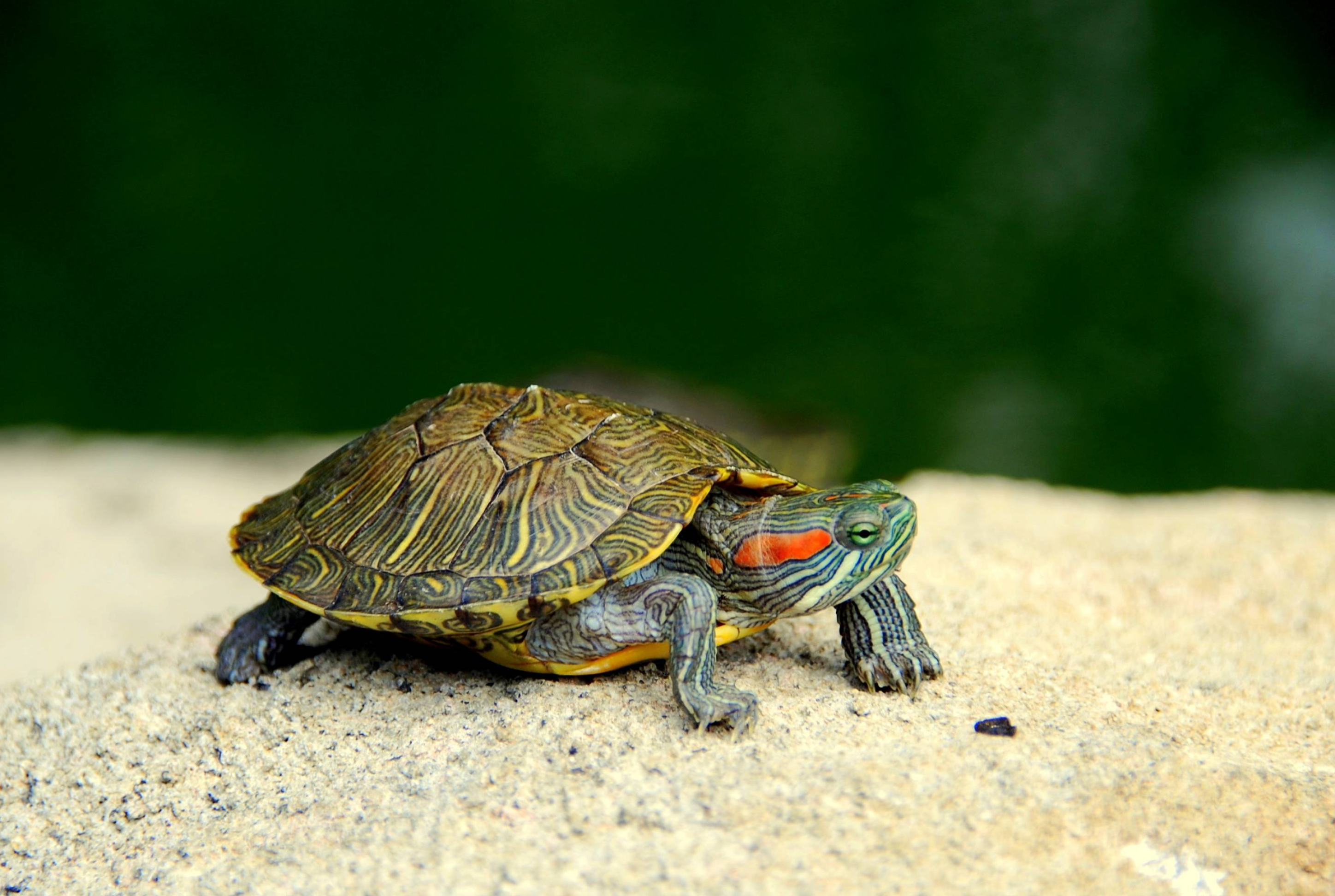 Red-eared slider, Turtles Wallpaper, 2900x1950 HD Desktop