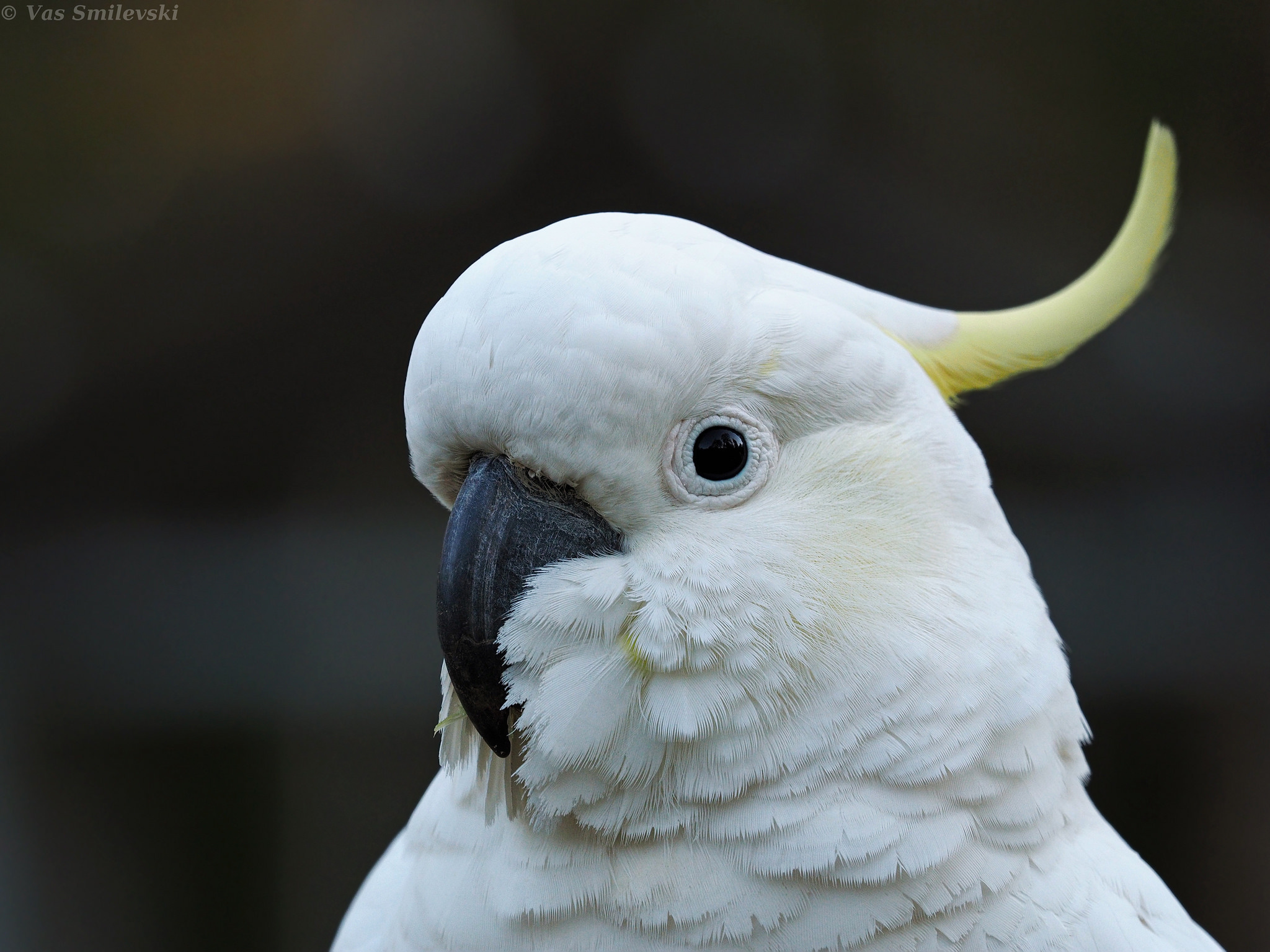 Yellow-crested cockatoo, HD desktop wallpaper, Exquisite bird, 2050x1540 HD Desktop