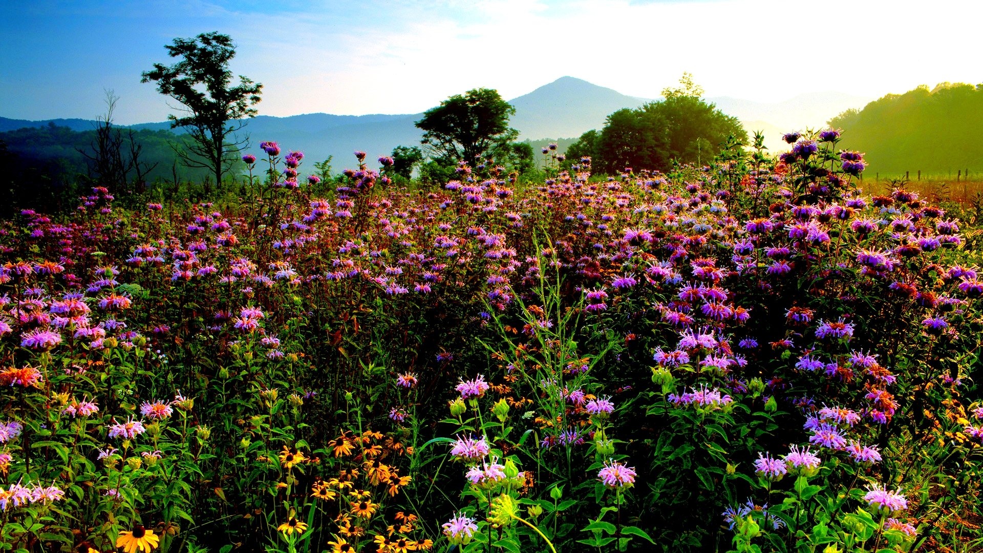 Amazing flower field, Breathtaking scenery, Nature's marvel, Captivating view, 1920x1080 Full HD Desktop