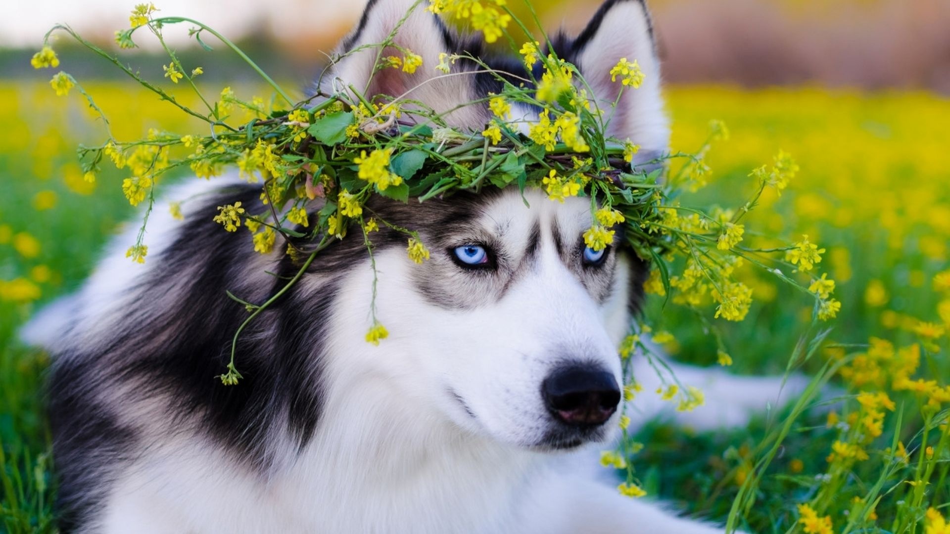 Husky desktop wallpaper, HD image, Cute and adorable, Yclc90, 1920x1080 Full HD Desktop