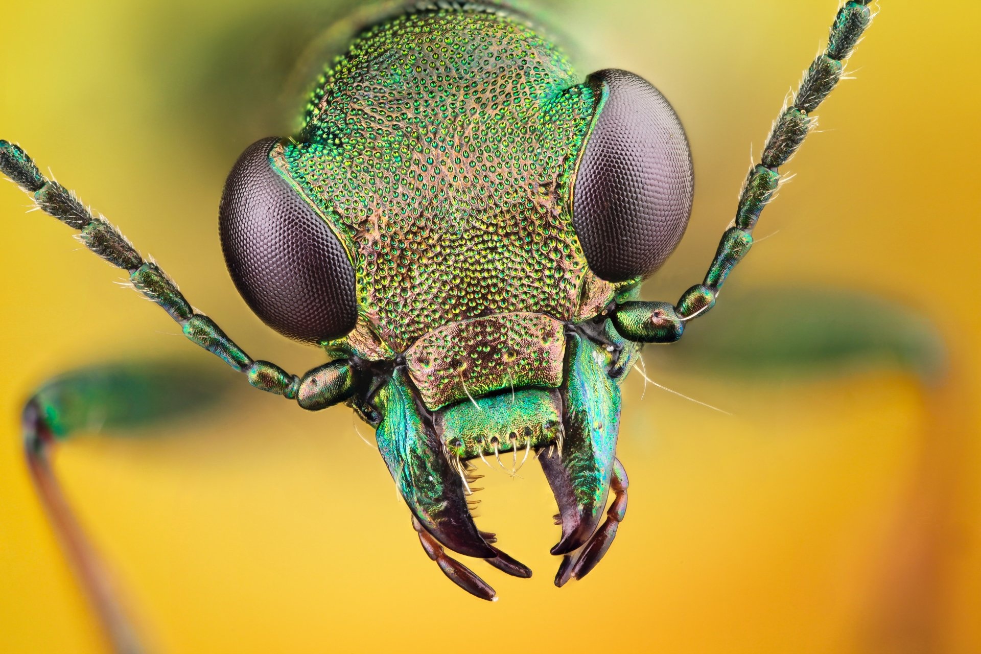 Elaphrus Viridis, Insects Wallpaper, 1920x1280 HD Desktop