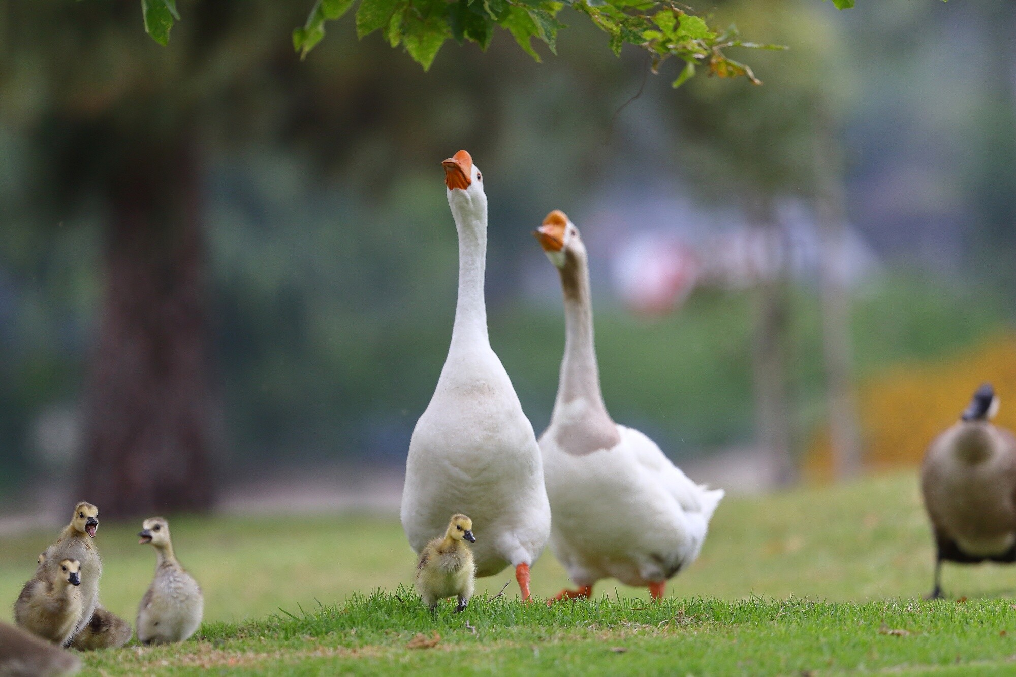 Stunning goose, High-definition wallpaper, Exquisite image, Striking, 2000x1340 HD Desktop