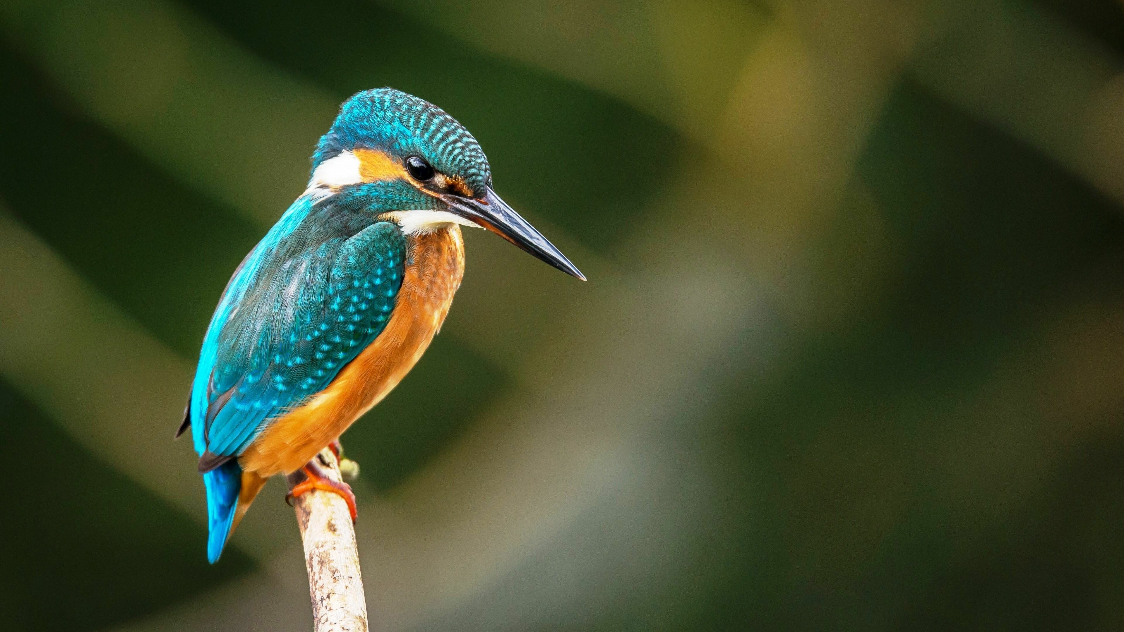 Kingfisher, Birds Wallpaper, 3840x2160 4K Desktop