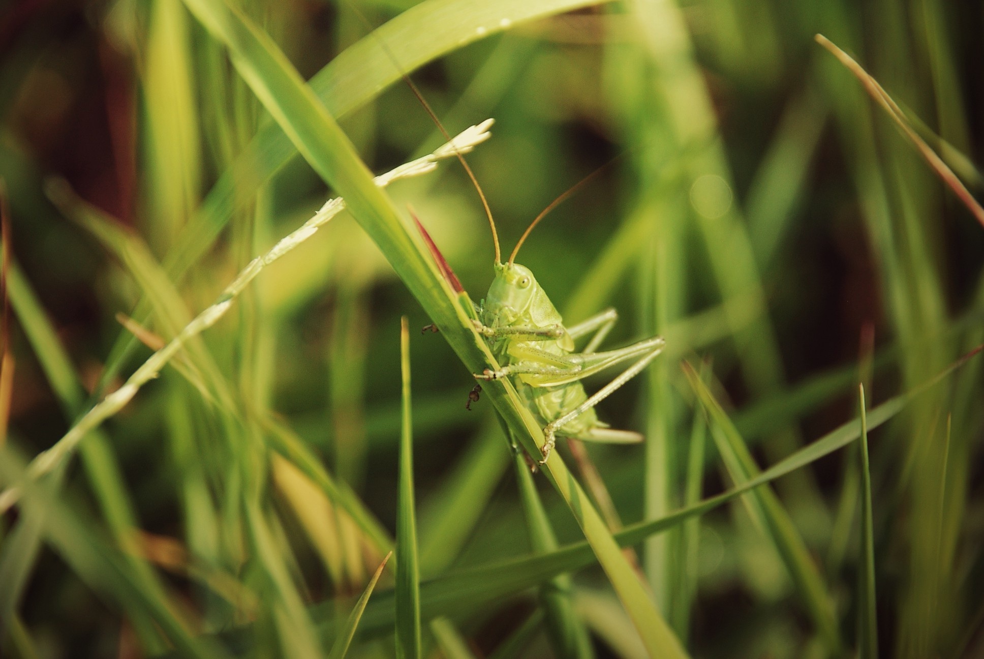 Grasshopper, Grass insect, Desktop Mobile backgrounds, HD, 1940x1300 HD Desktop