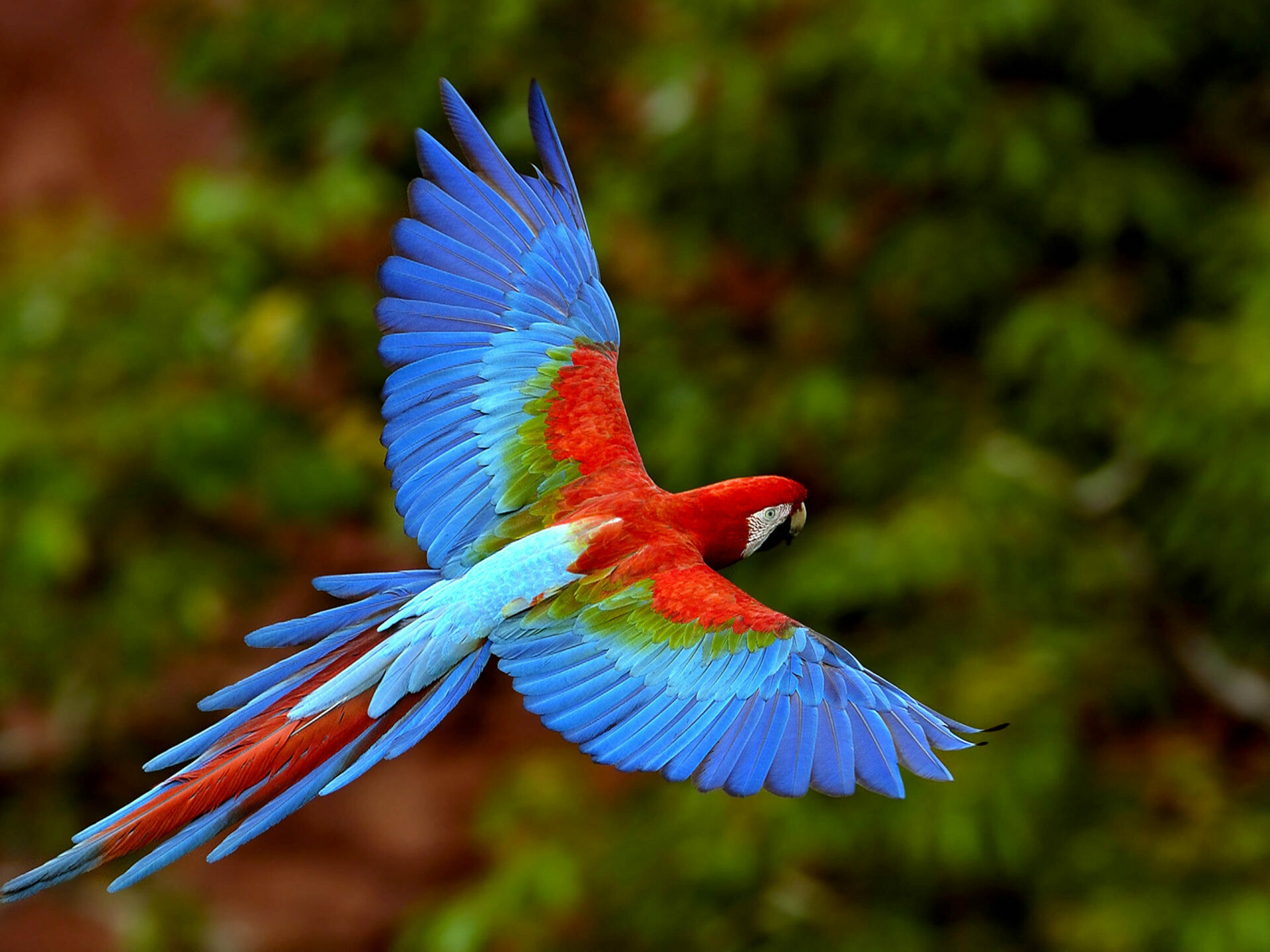 Bird in flight, Macaws and parrots, Colorful plumage, Captivating wingspan, 1920x1440 HD Desktop