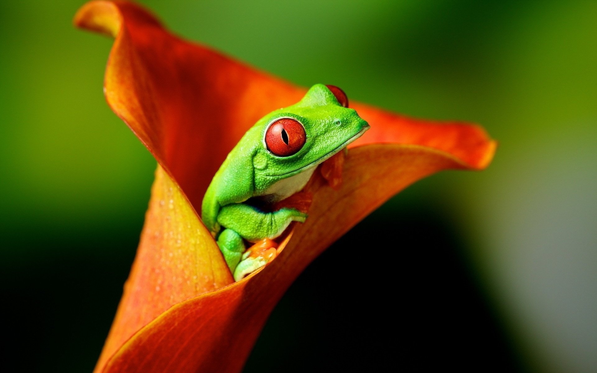 Calla lily, Red Eyed Tree Frog Wallpaper, 1920x1200 HD Desktop