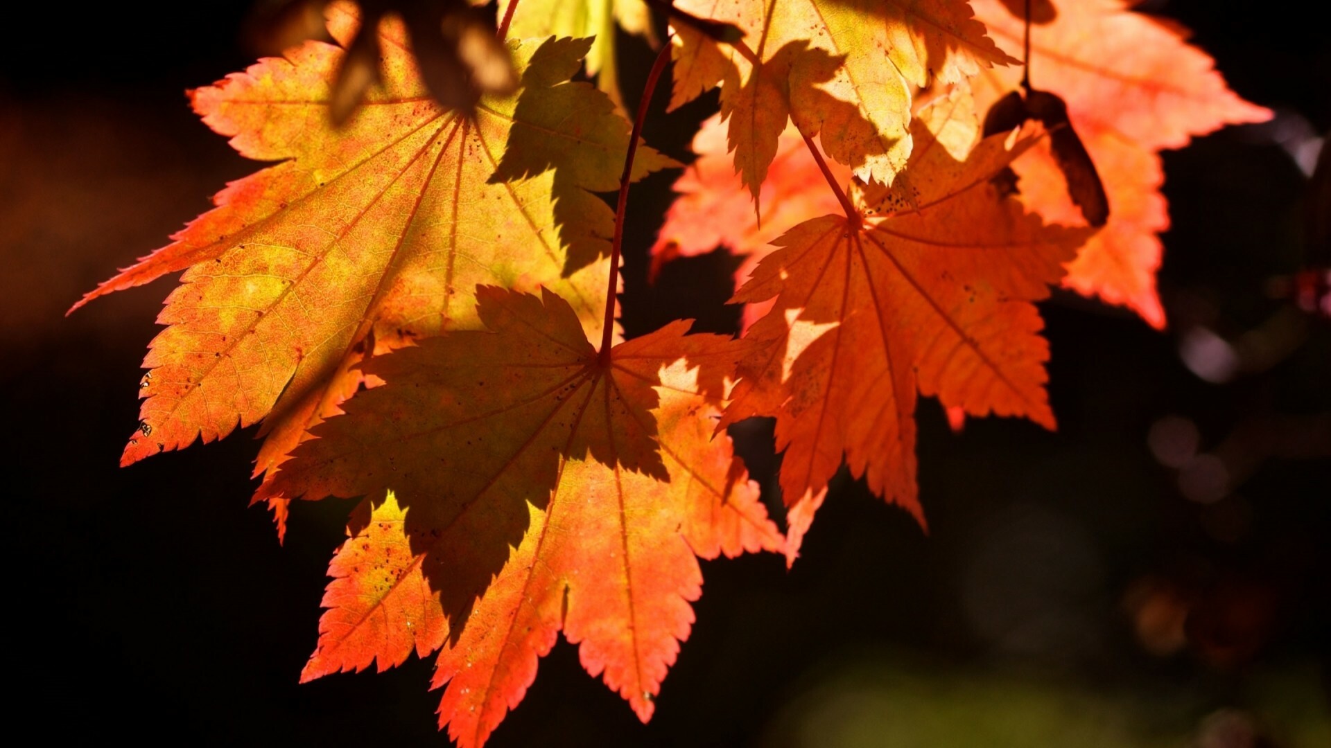 Fall leaves wallpapers, Autumn beauty, Nature's palette, Scenic backgrounds, 1920x1080 Full HD Desktop